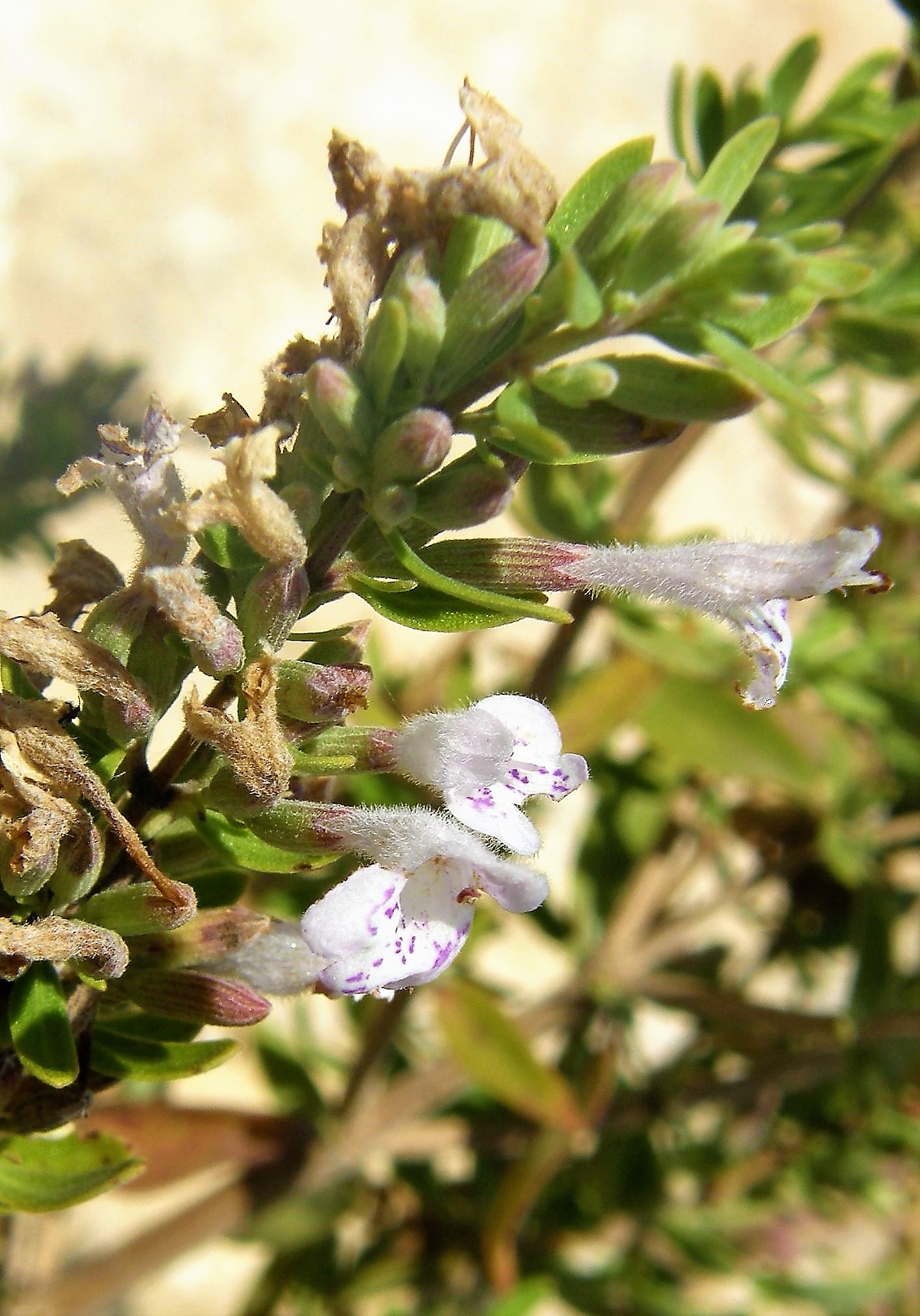 <i>Poliomintha glabrescens</i>; Leafy Rosemary-mint