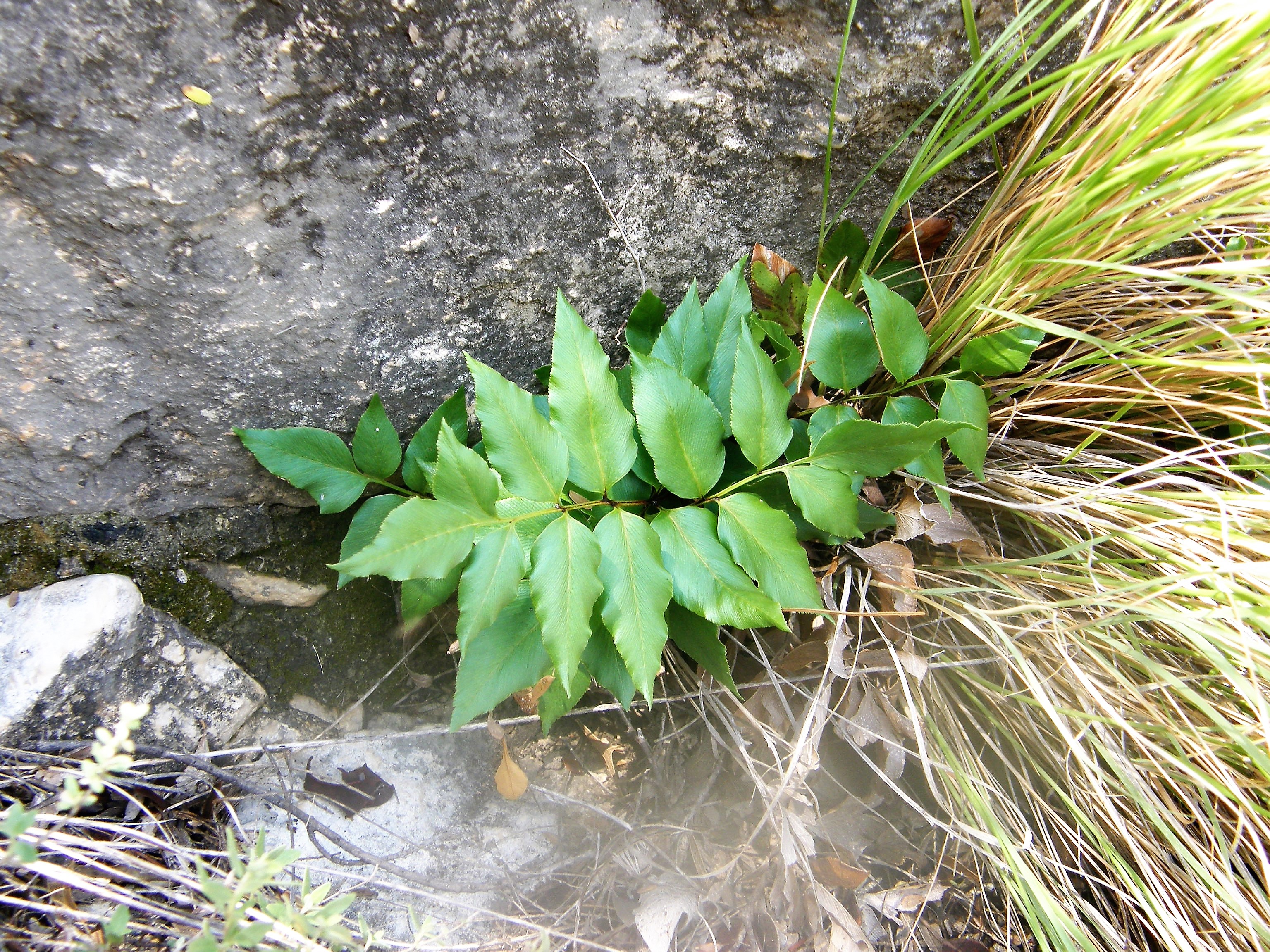 <i>Anemia mexicana</i>; Mexican Flowering Fern