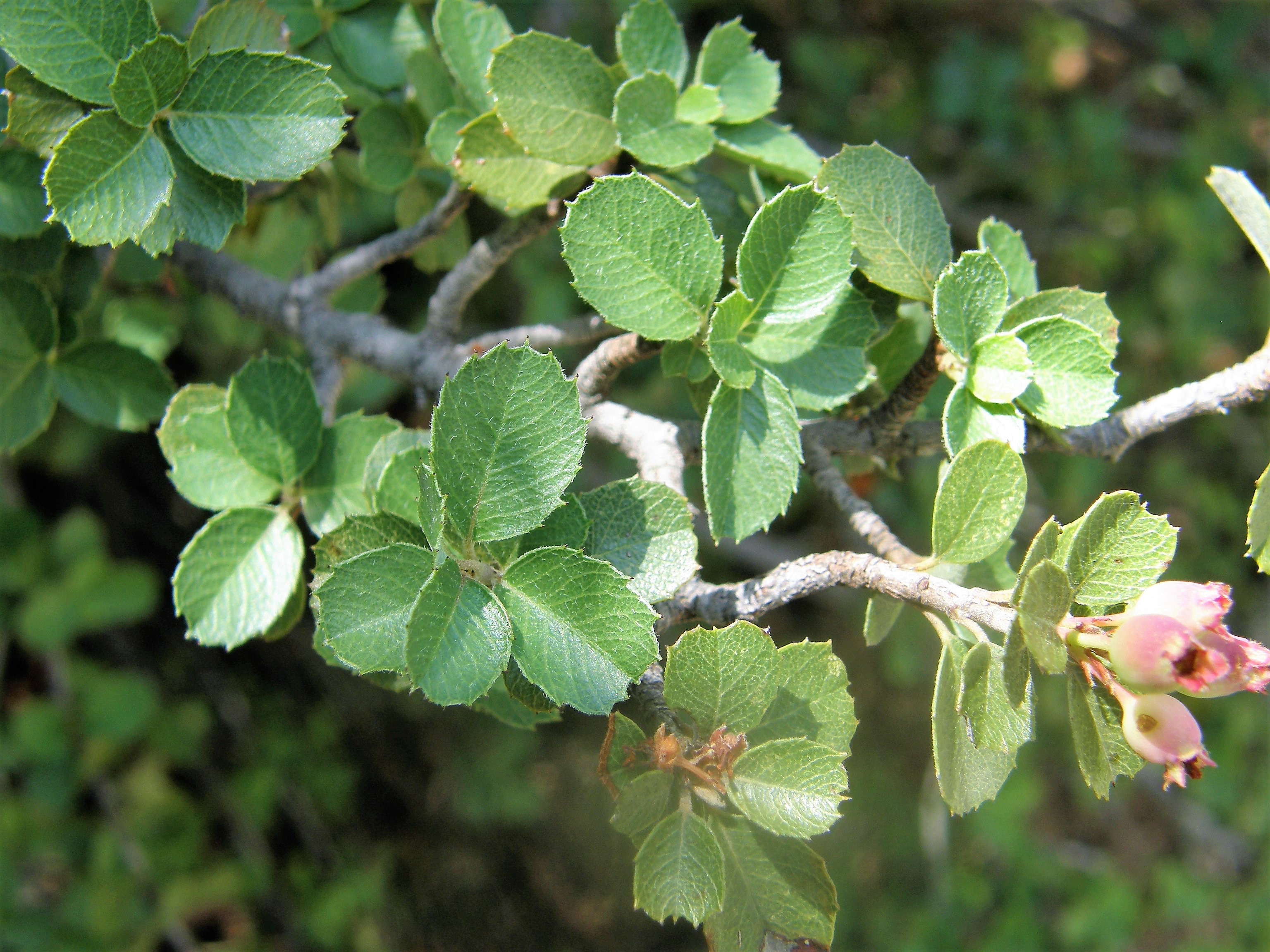 <i>Malacomes denticulata</i>; Toothed Serviceberry