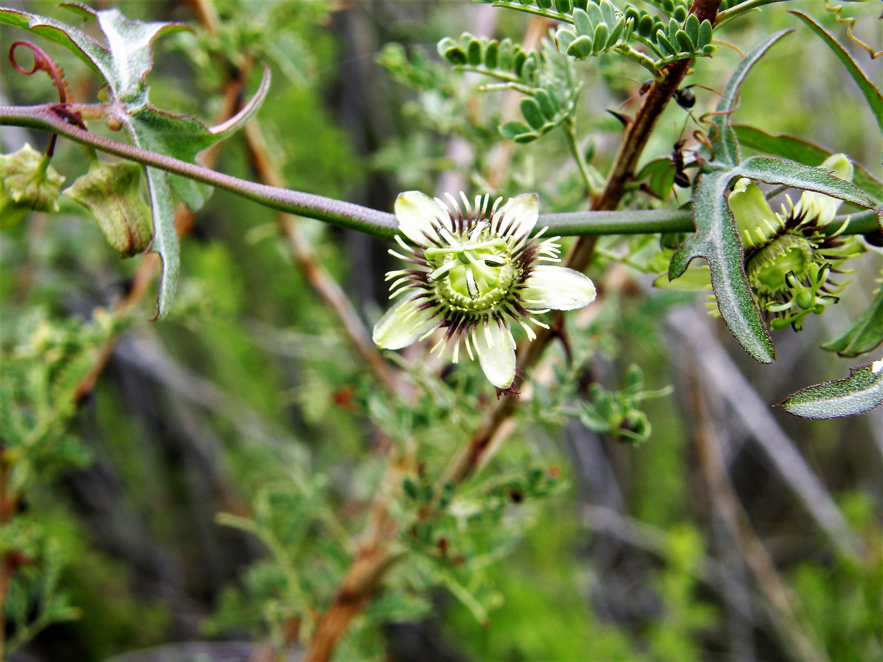 <i>Passiflora tenuiloba</i>; Birdwing Passionflower