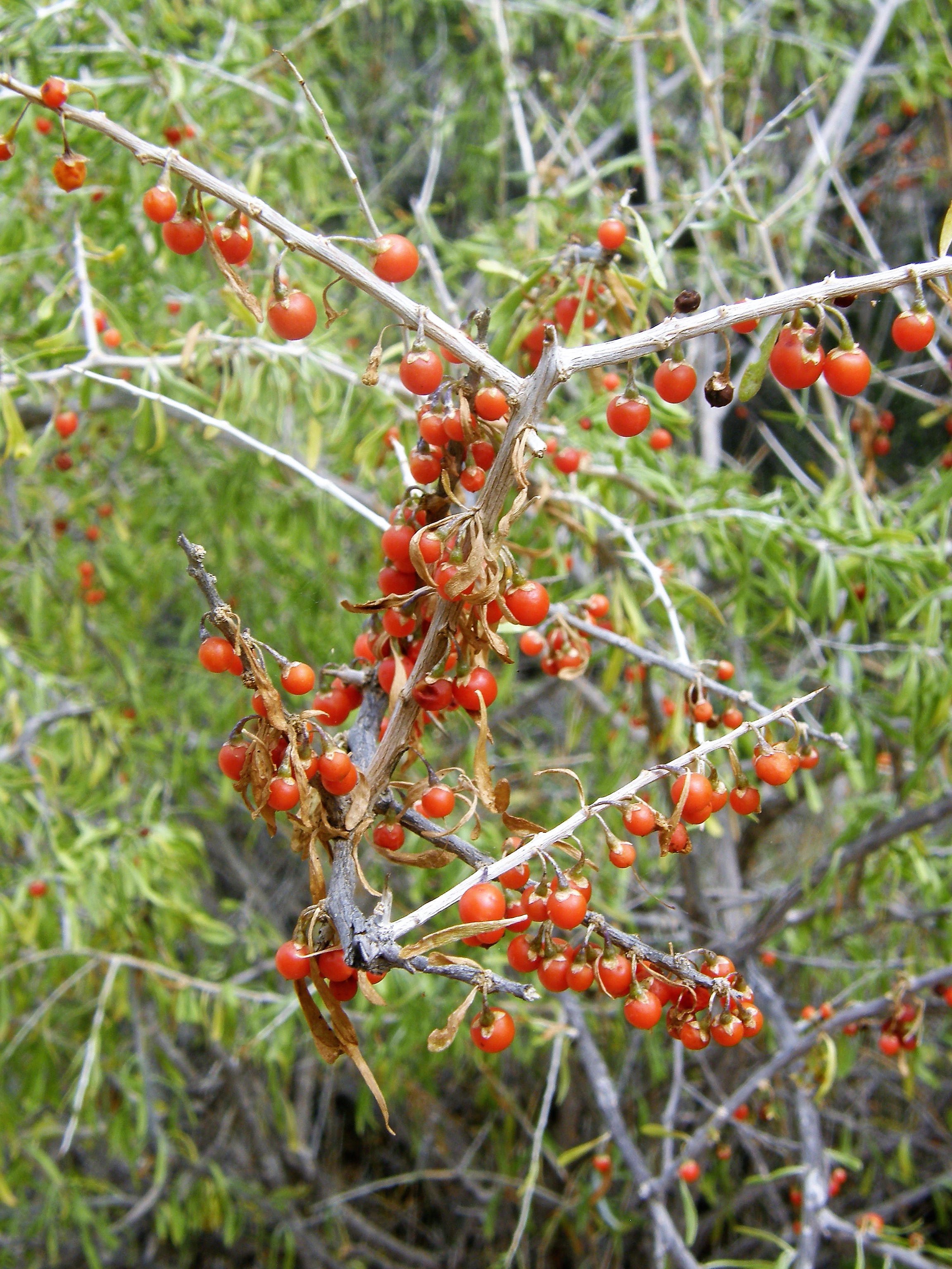 <i>Lycium berlandieri</i>; Berlandier's Wolfberry