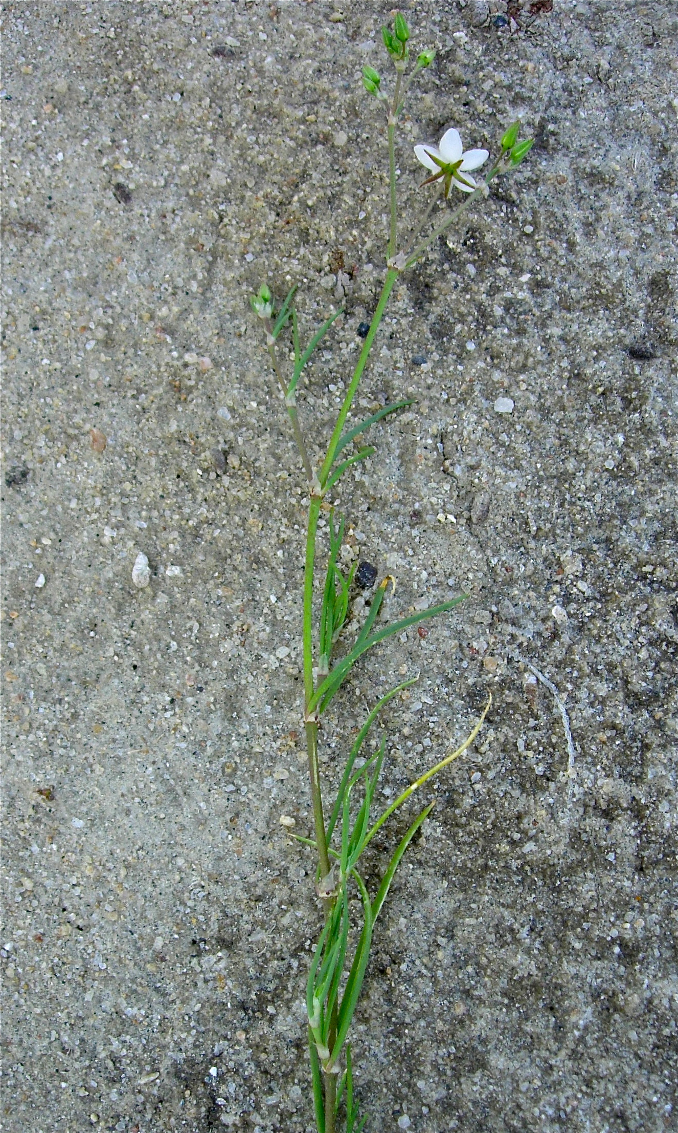 <i>Spergularia macrotheca</i>