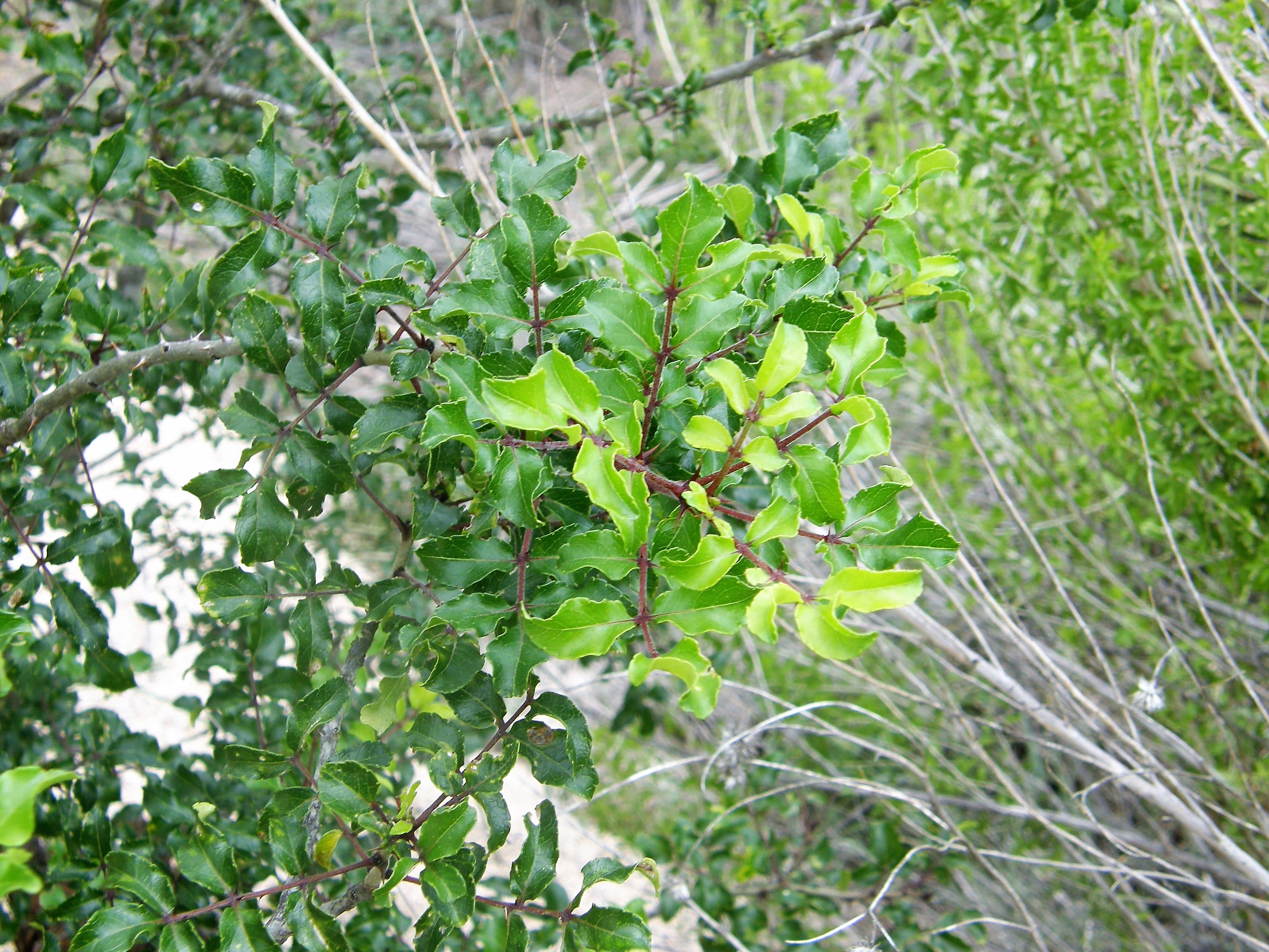 <i>Zanthoxylum hirsutum</i>; Texas Hercules-club