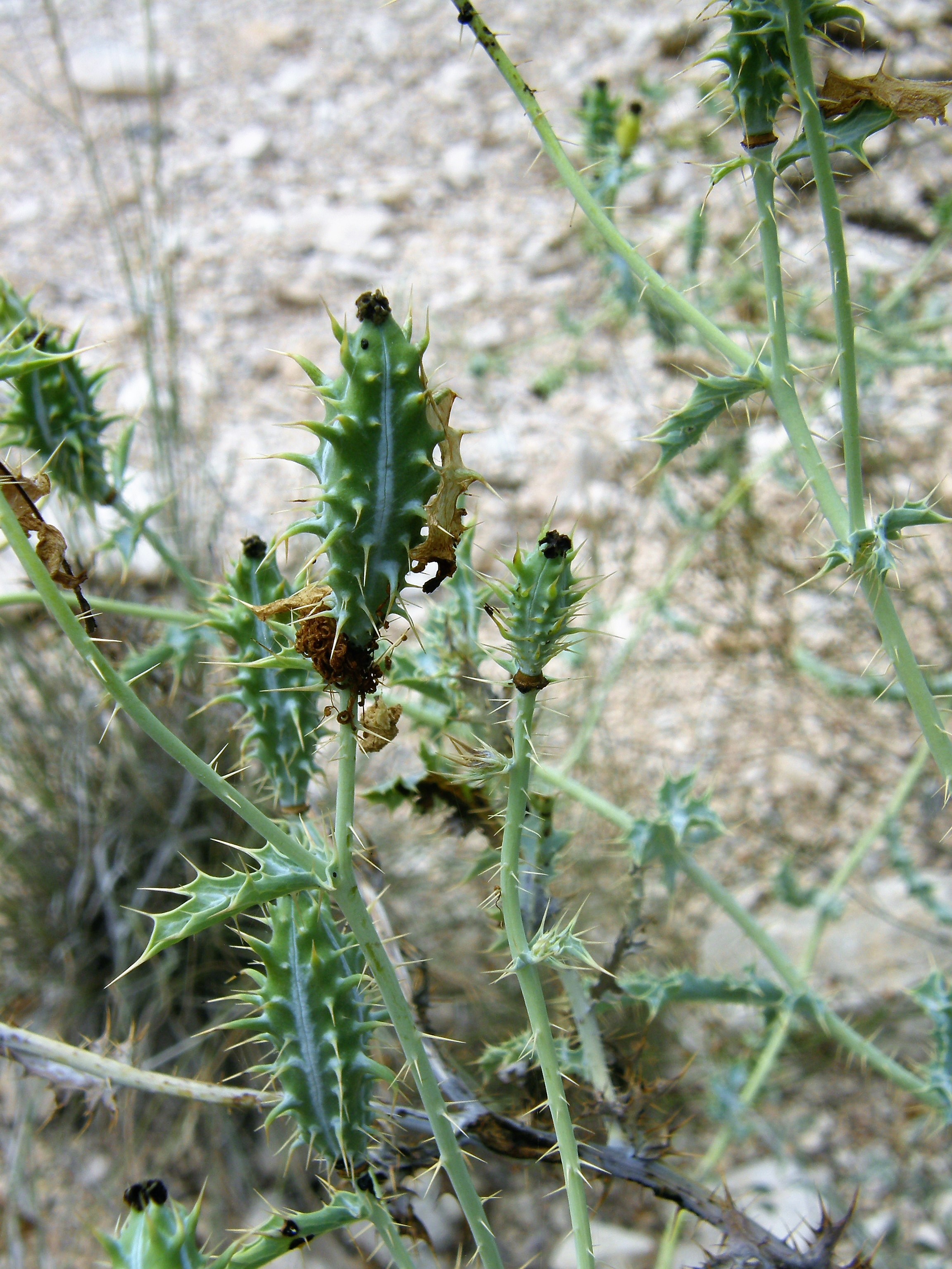 <i>Argemone polyanthemos</i>; Crested Pricklypoppy