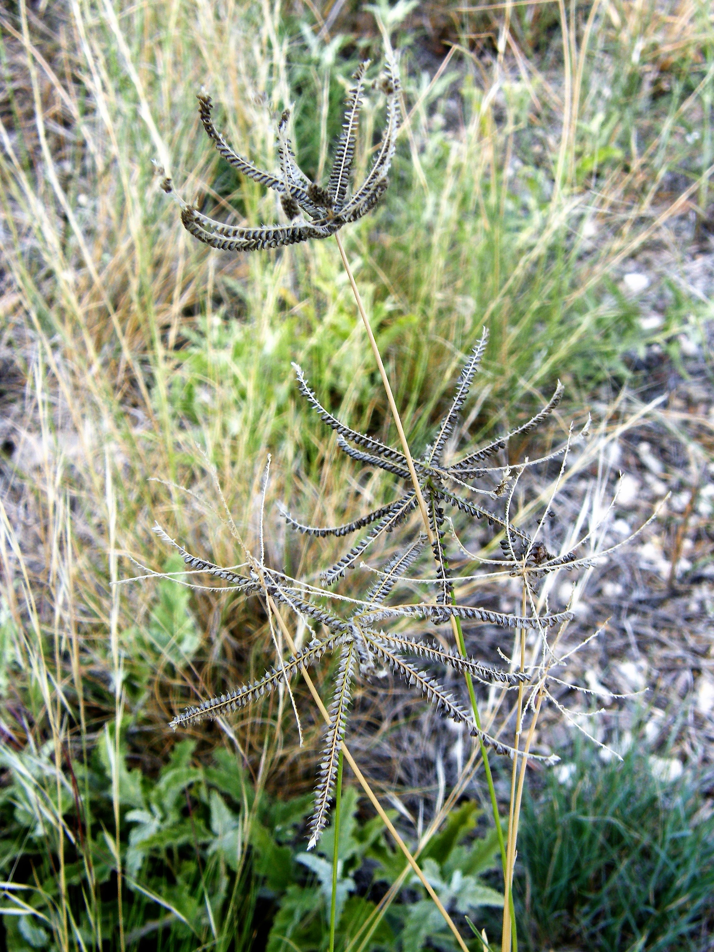 <i>Chloris cucullata</i>; Hooded Windmill Grass