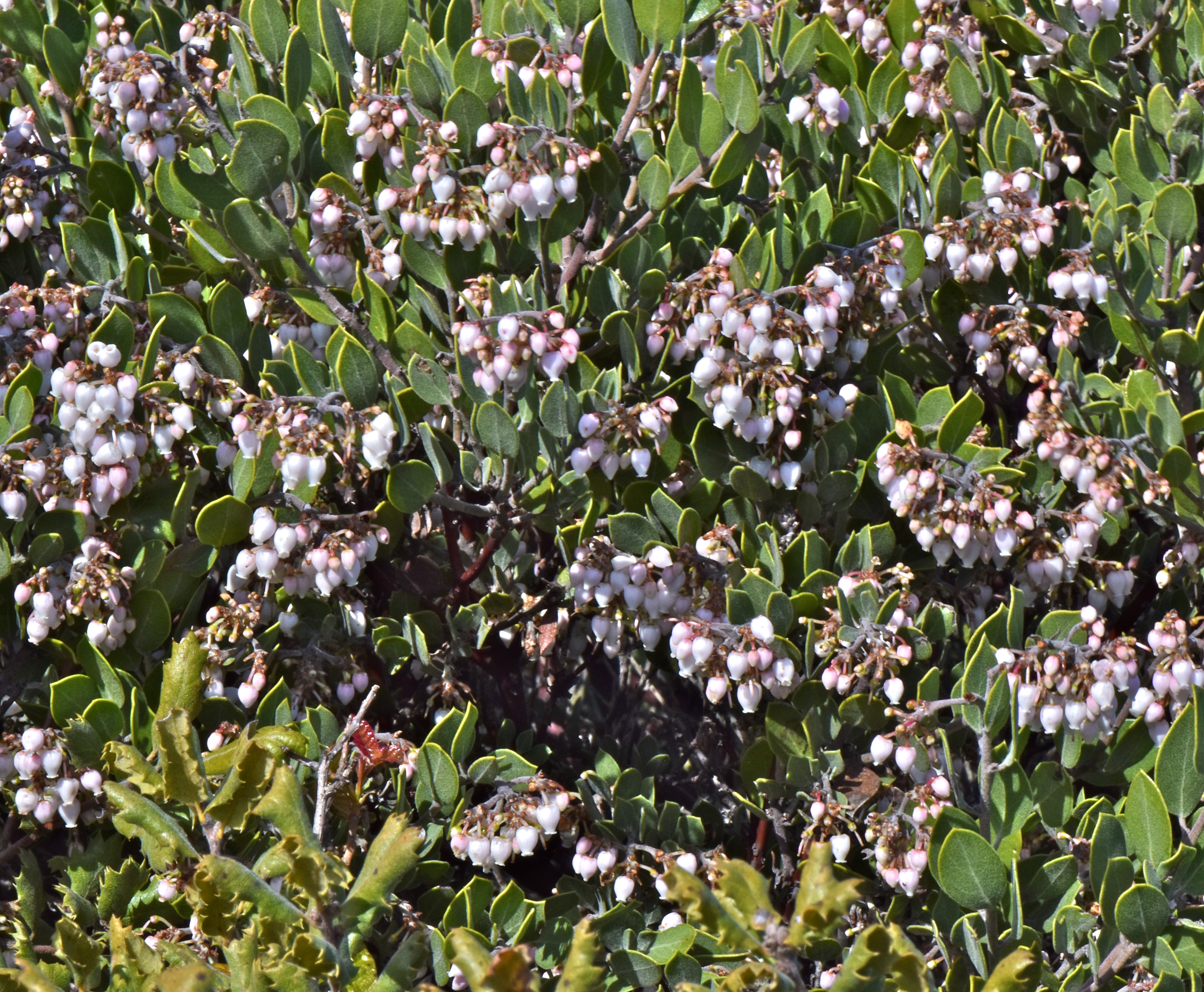 <i>Arctostaphylos montana ssp. montana</i>