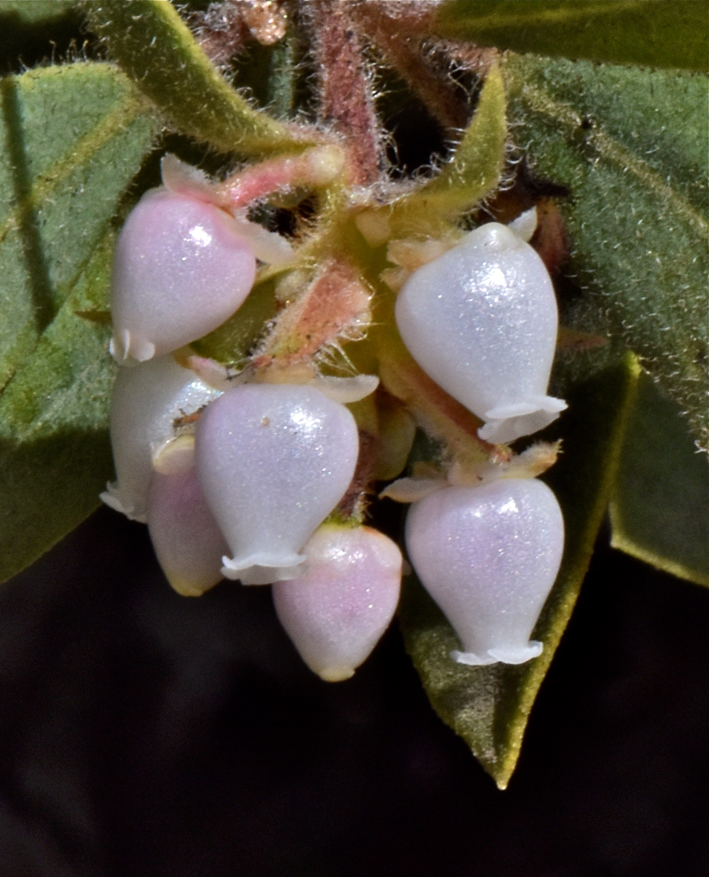 <i>Arctostaphylos glandulosa ssp. glandulosa</i>