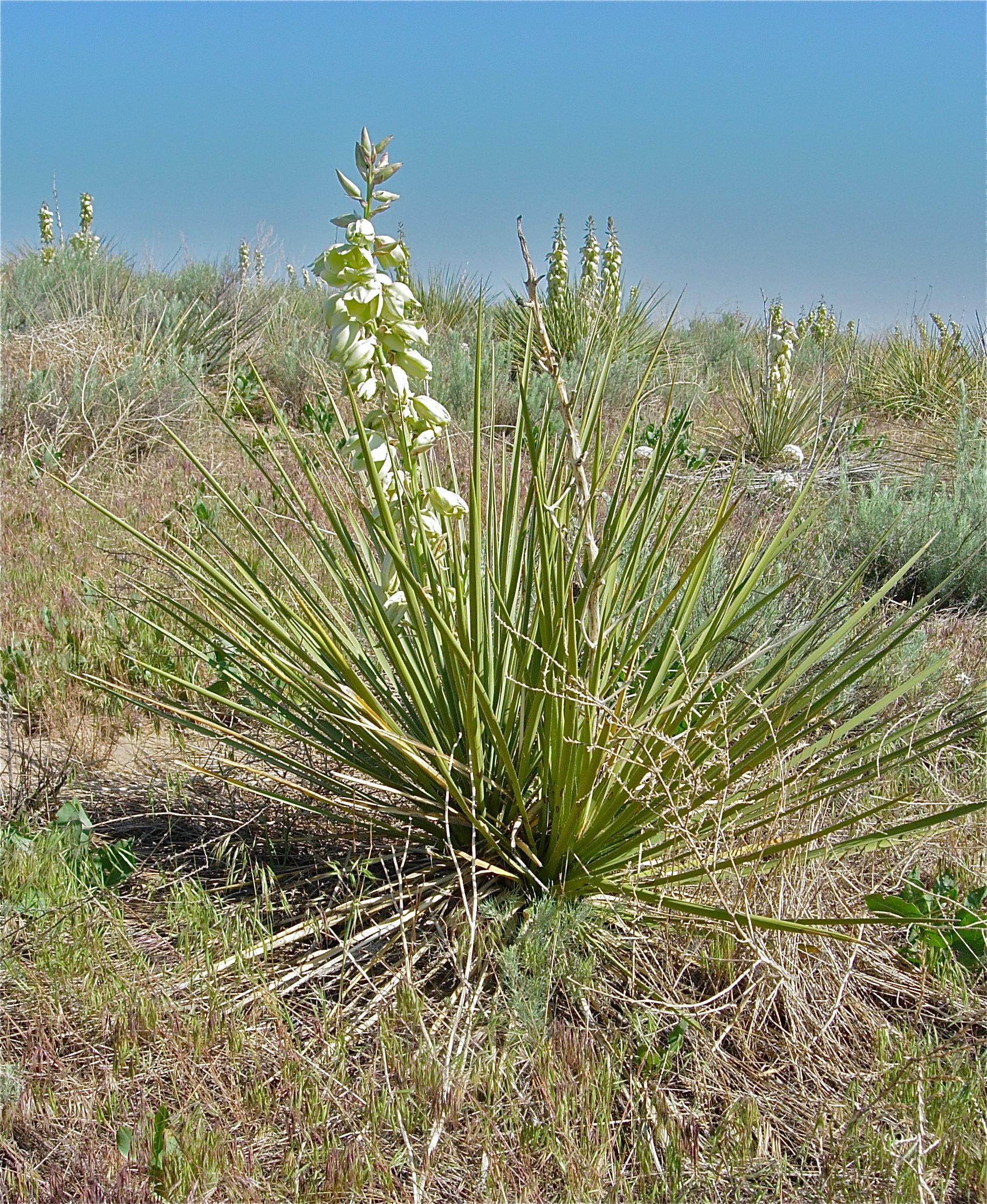 <i>Yucca glauca</i>