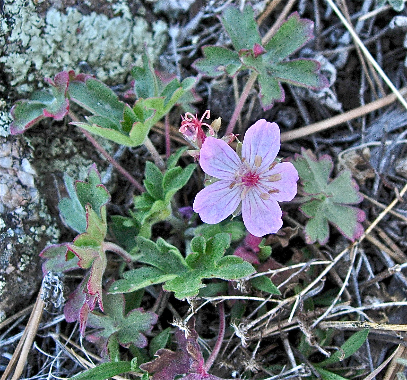 <i>Geranium caespitosum</i>