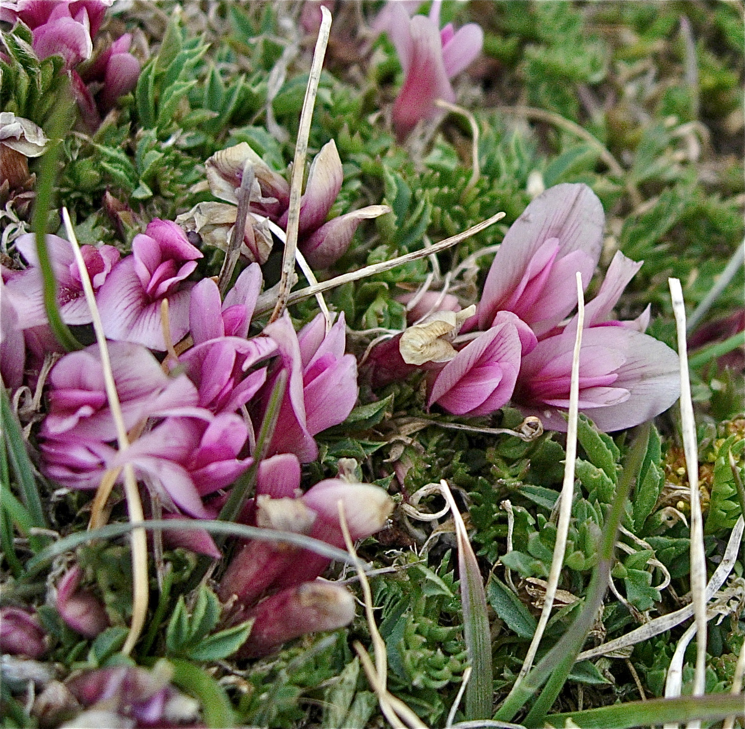 <i>Trifolium nanum</i>