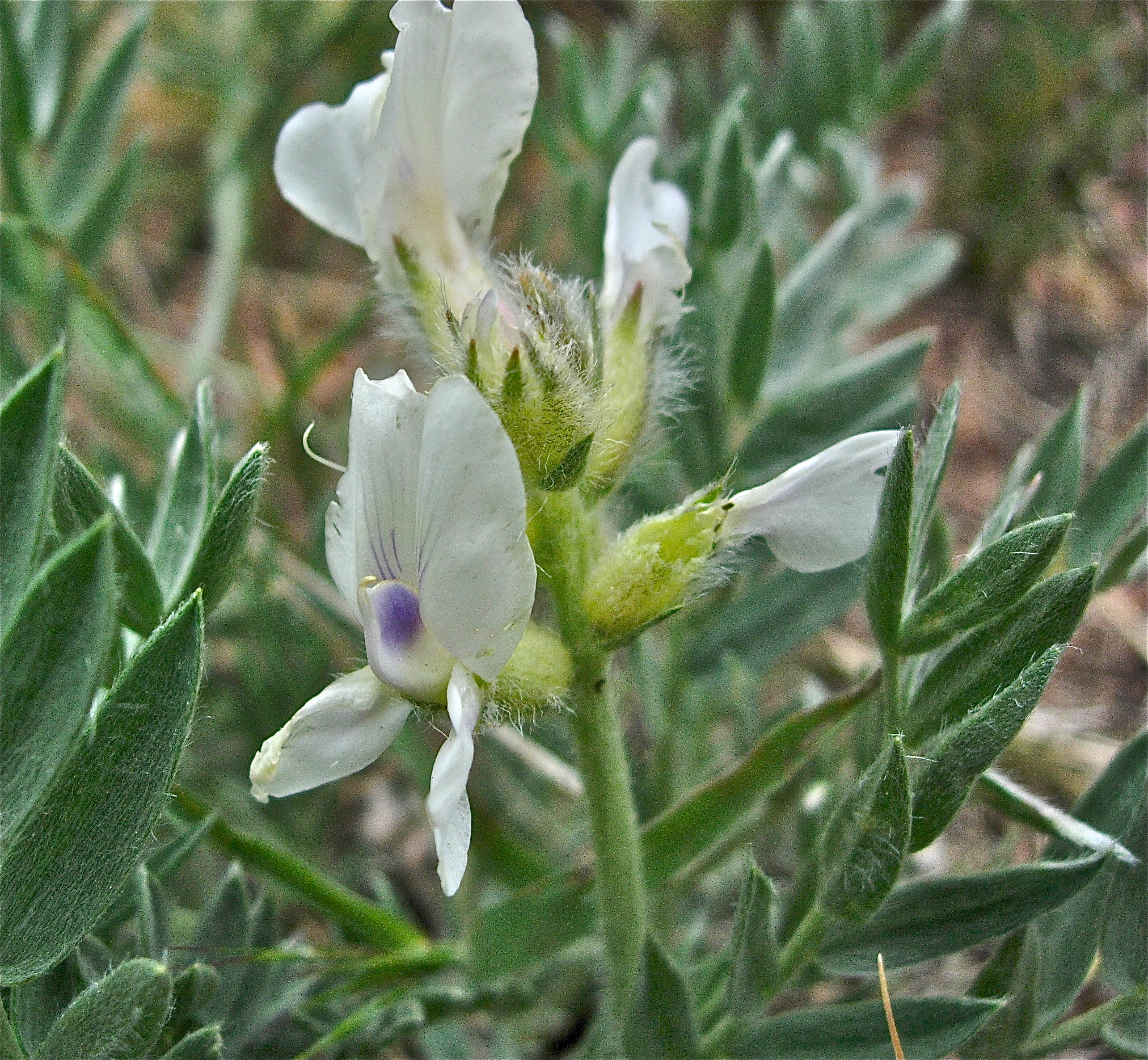 <i>Astragalus parryi</i>
