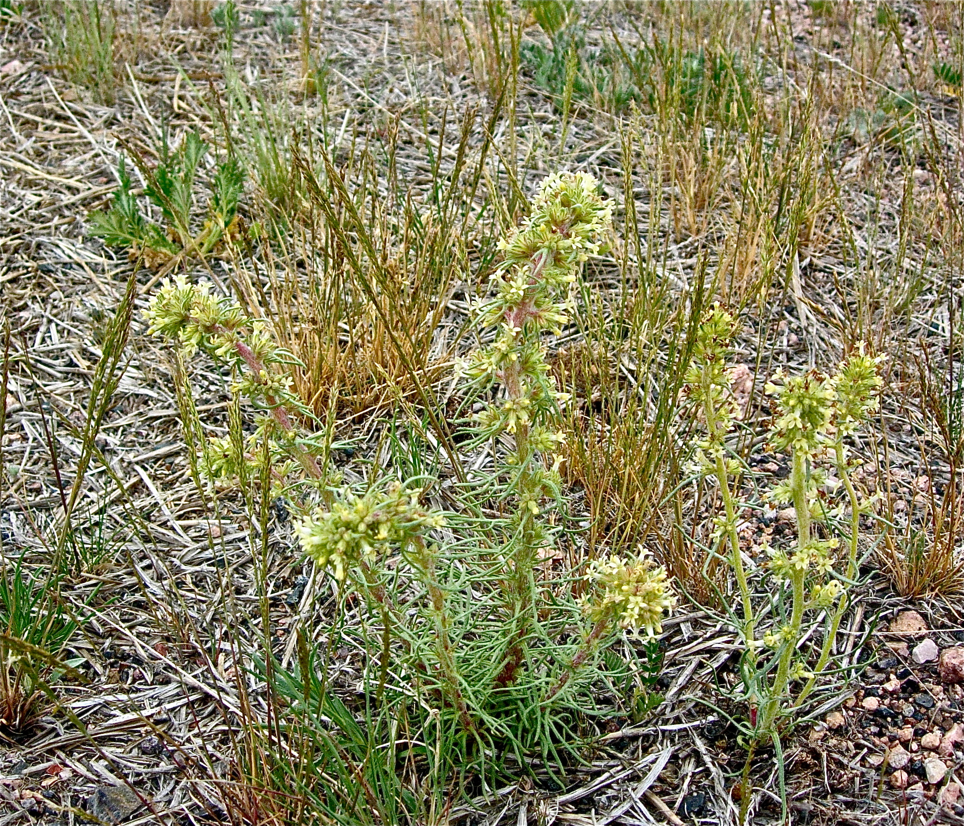 <i>Ipomopsis spicata</i>