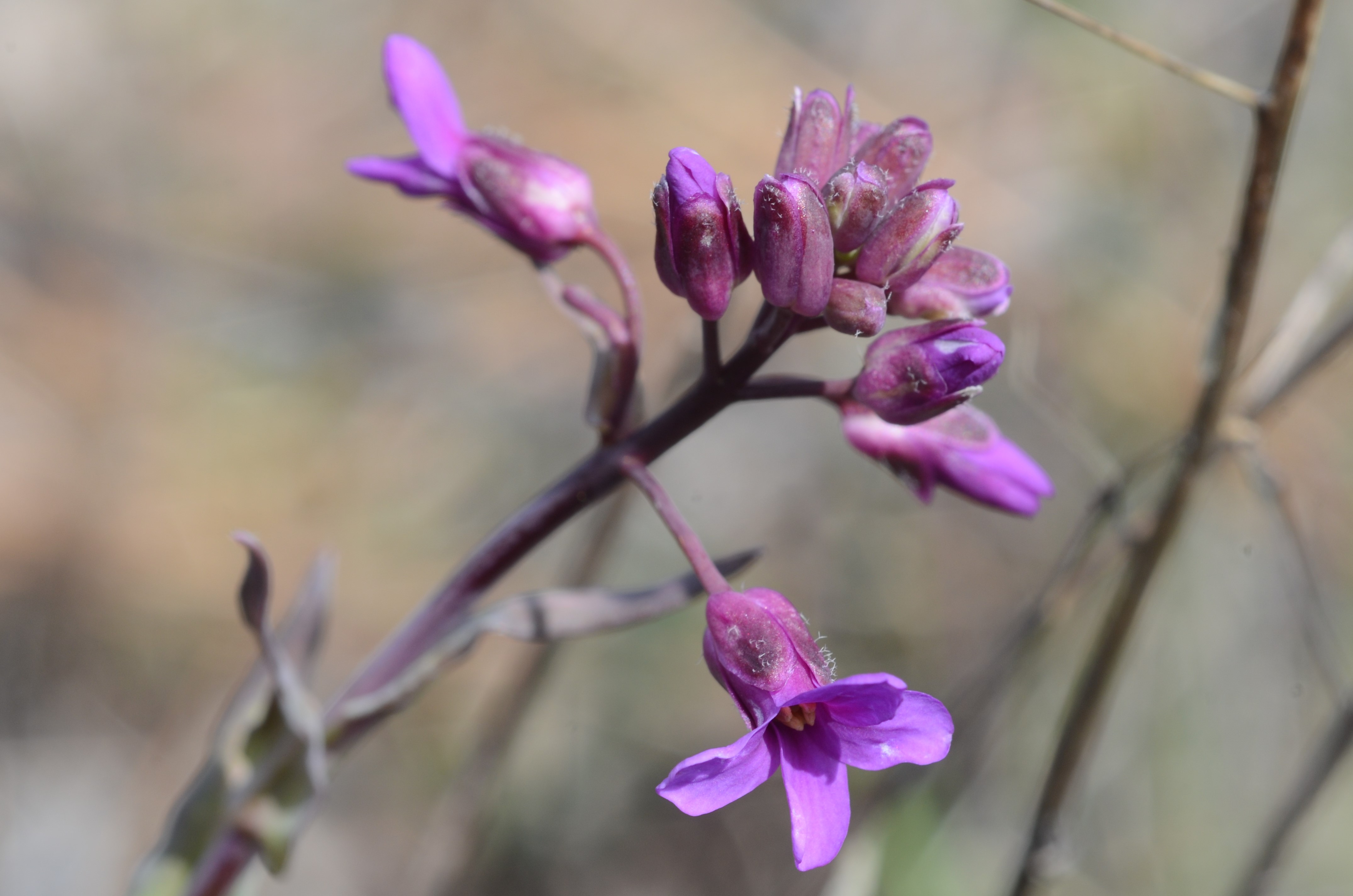 <i>Boechera koehleri</i>; Koehler's Rockcress