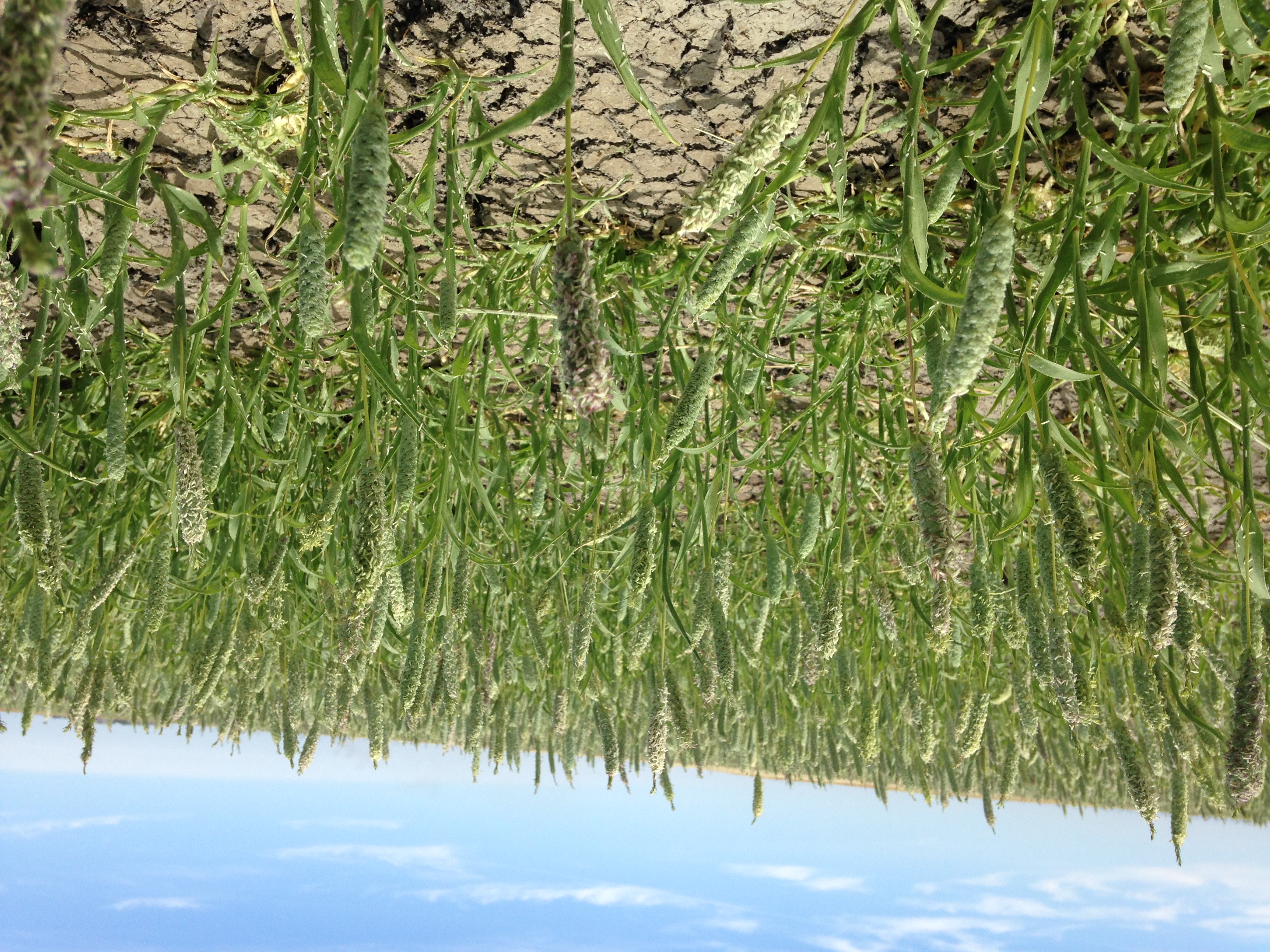 <i>Neostapfia colusana</i>; Colusa Grass