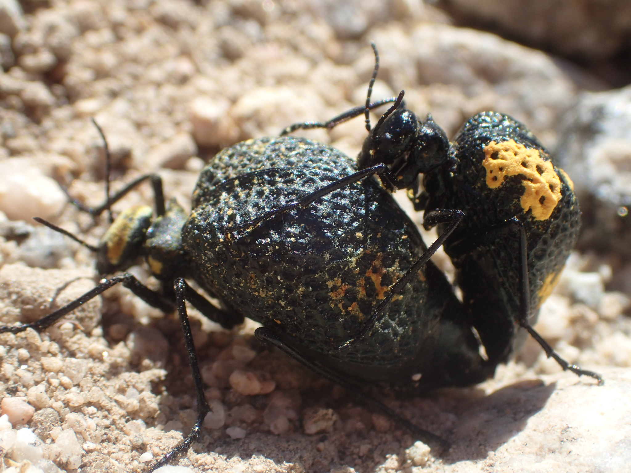 <i>Cysteodermus armatus</i>; Inflated Beetle