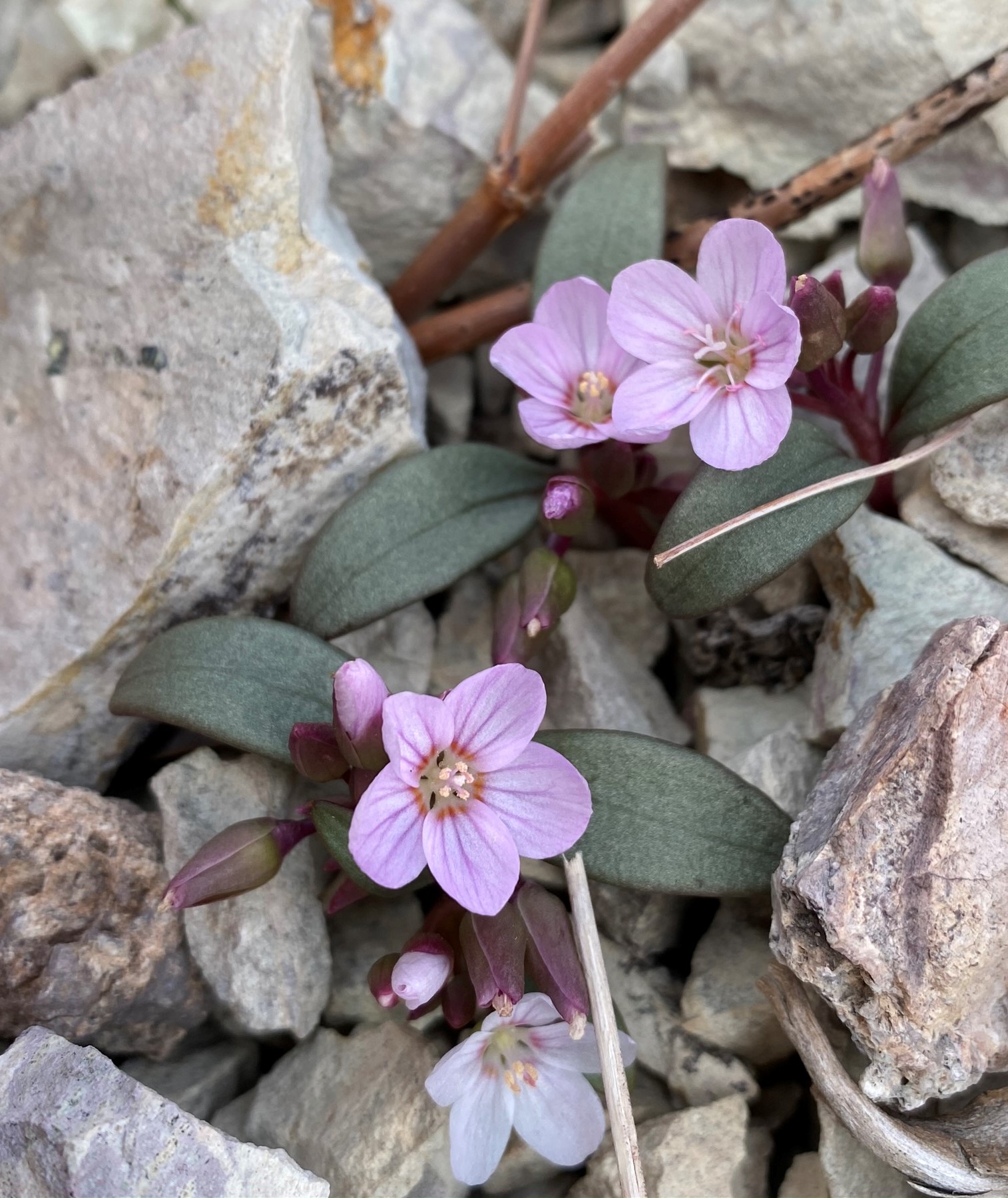 <i>Claytonia peirsonii ssp. yorkii</i>