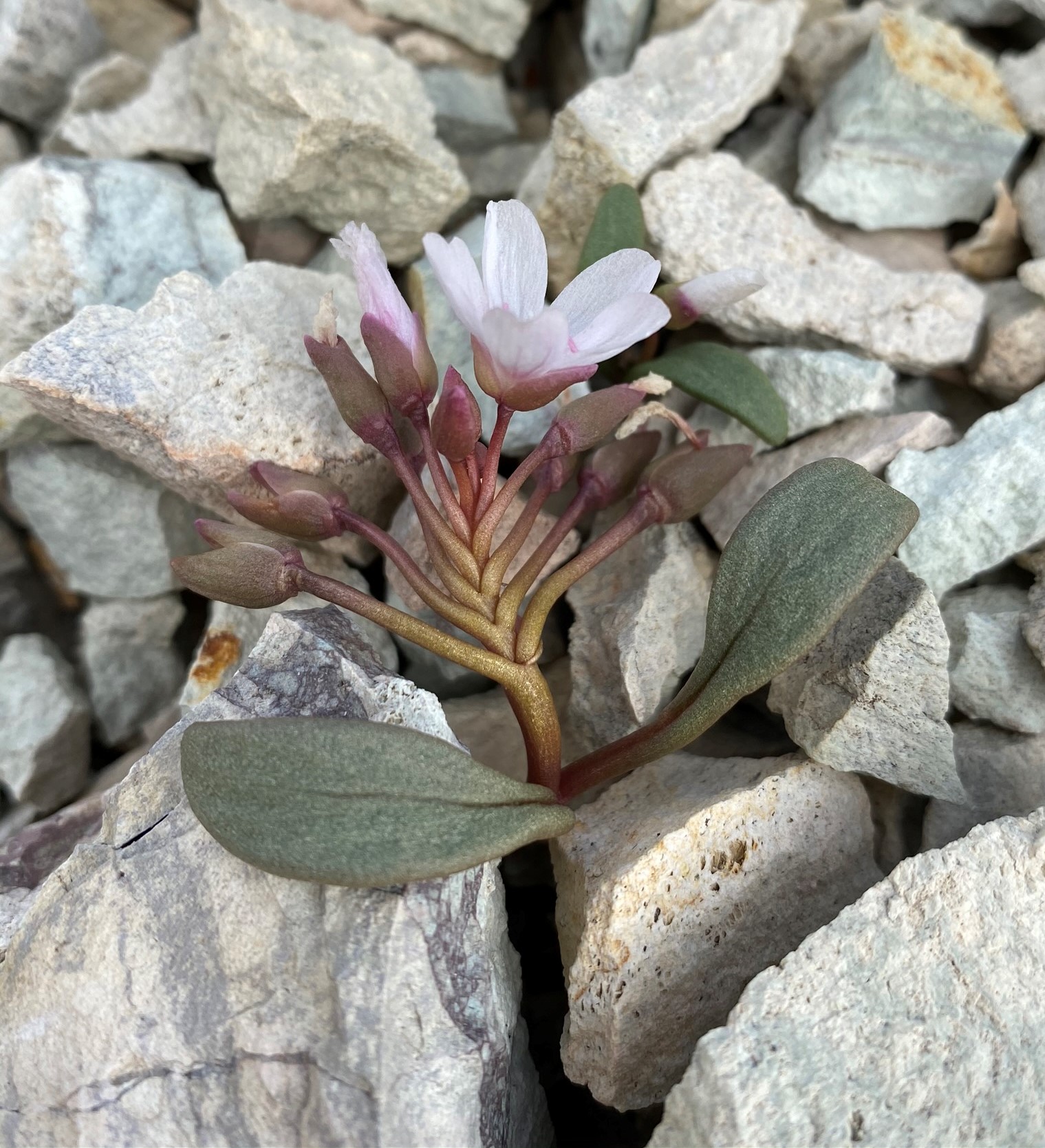 <i>Claytonia peirsonii ssp. yorkii</i>