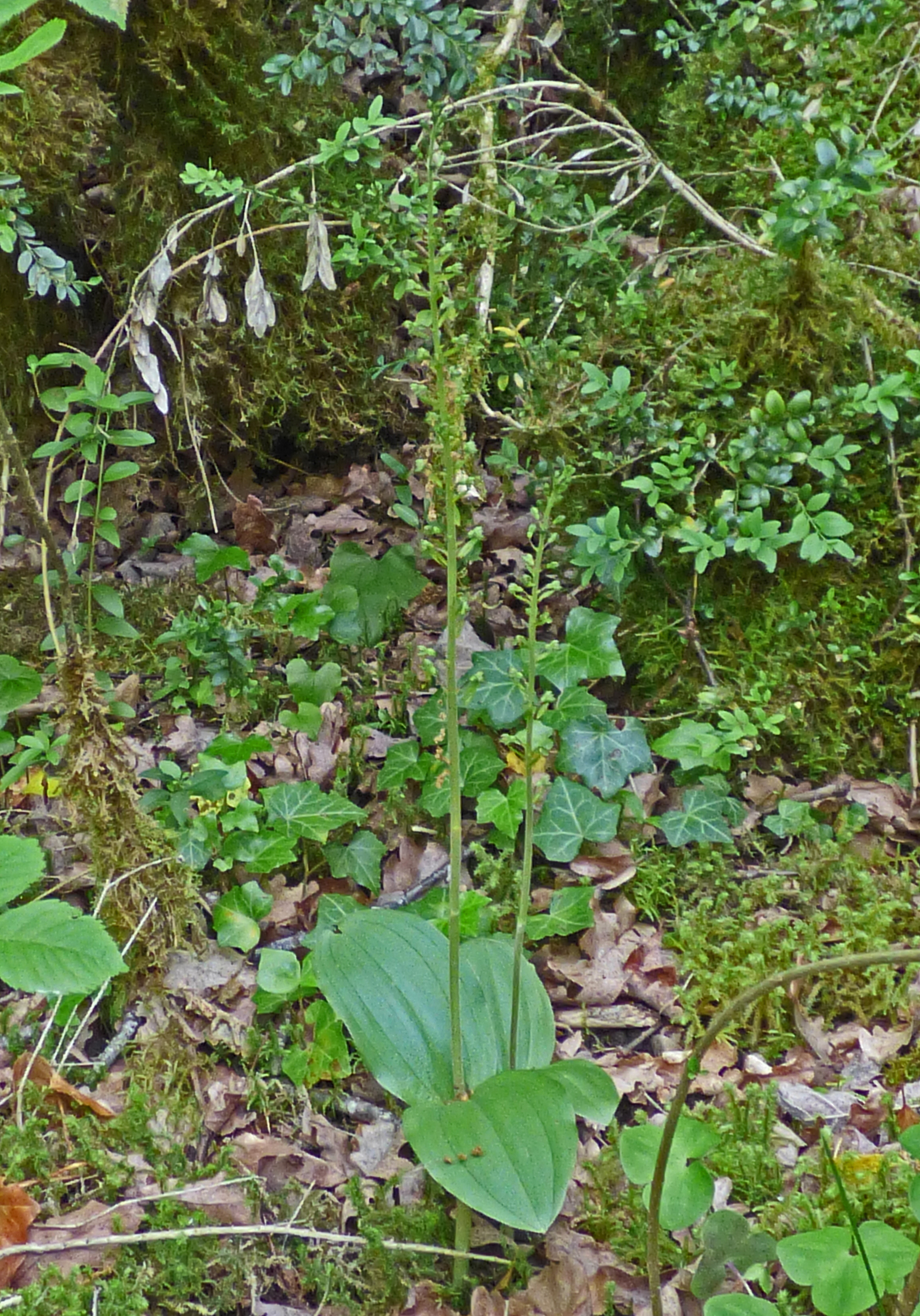 <i>Listera ovata</i>; Common Twayblade