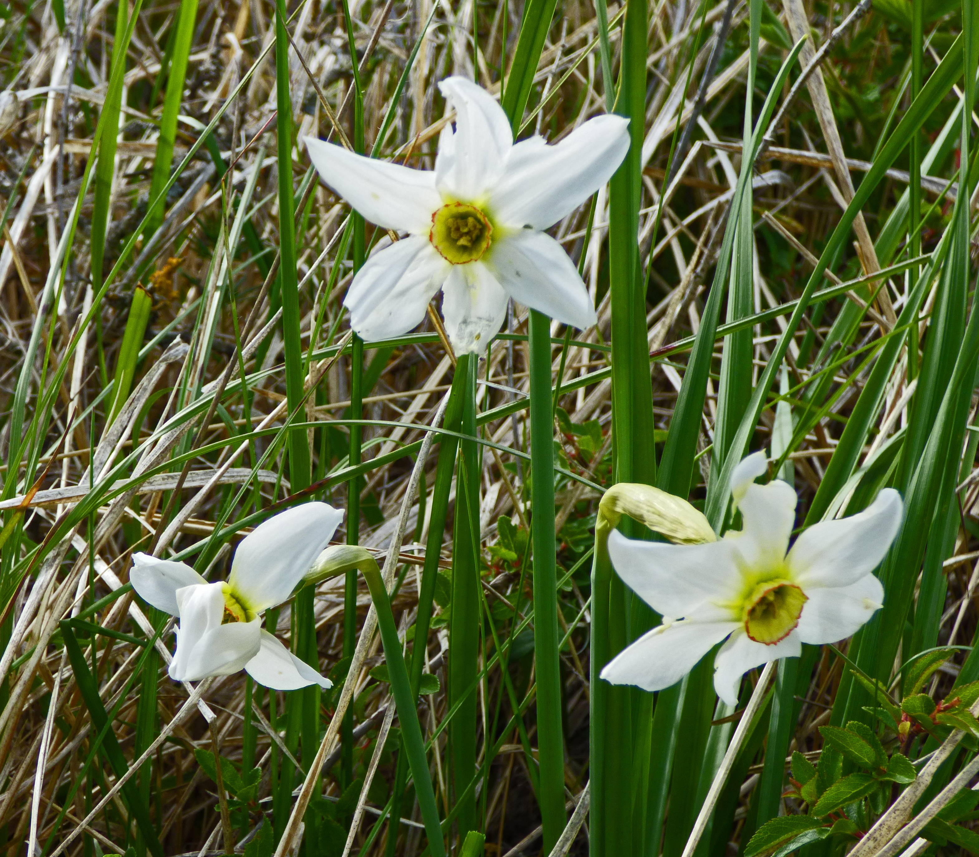 <i>Narcissus poeticus</i>; Poet's Daffodil