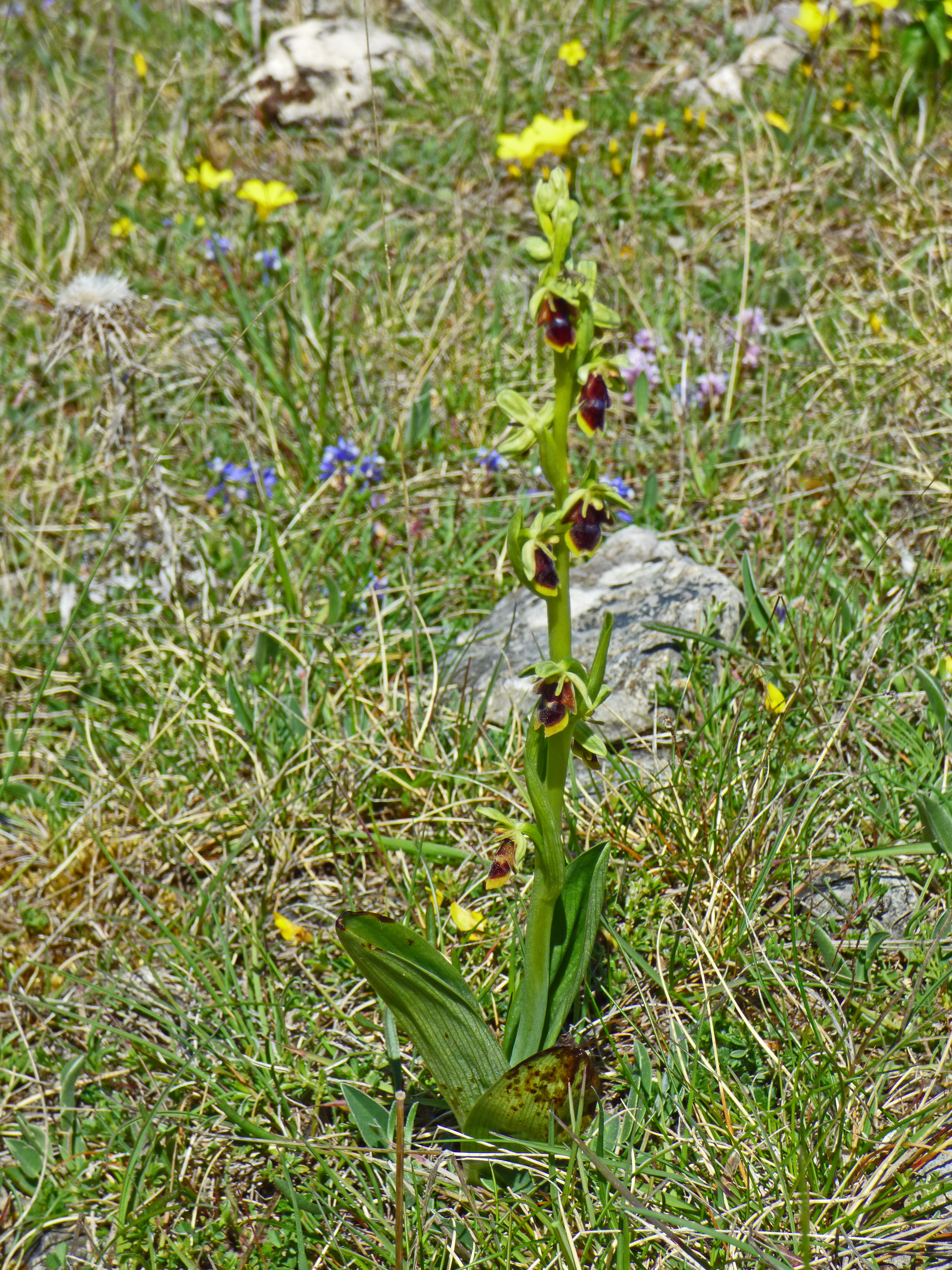 <i>Ophrys aymoninii</i>