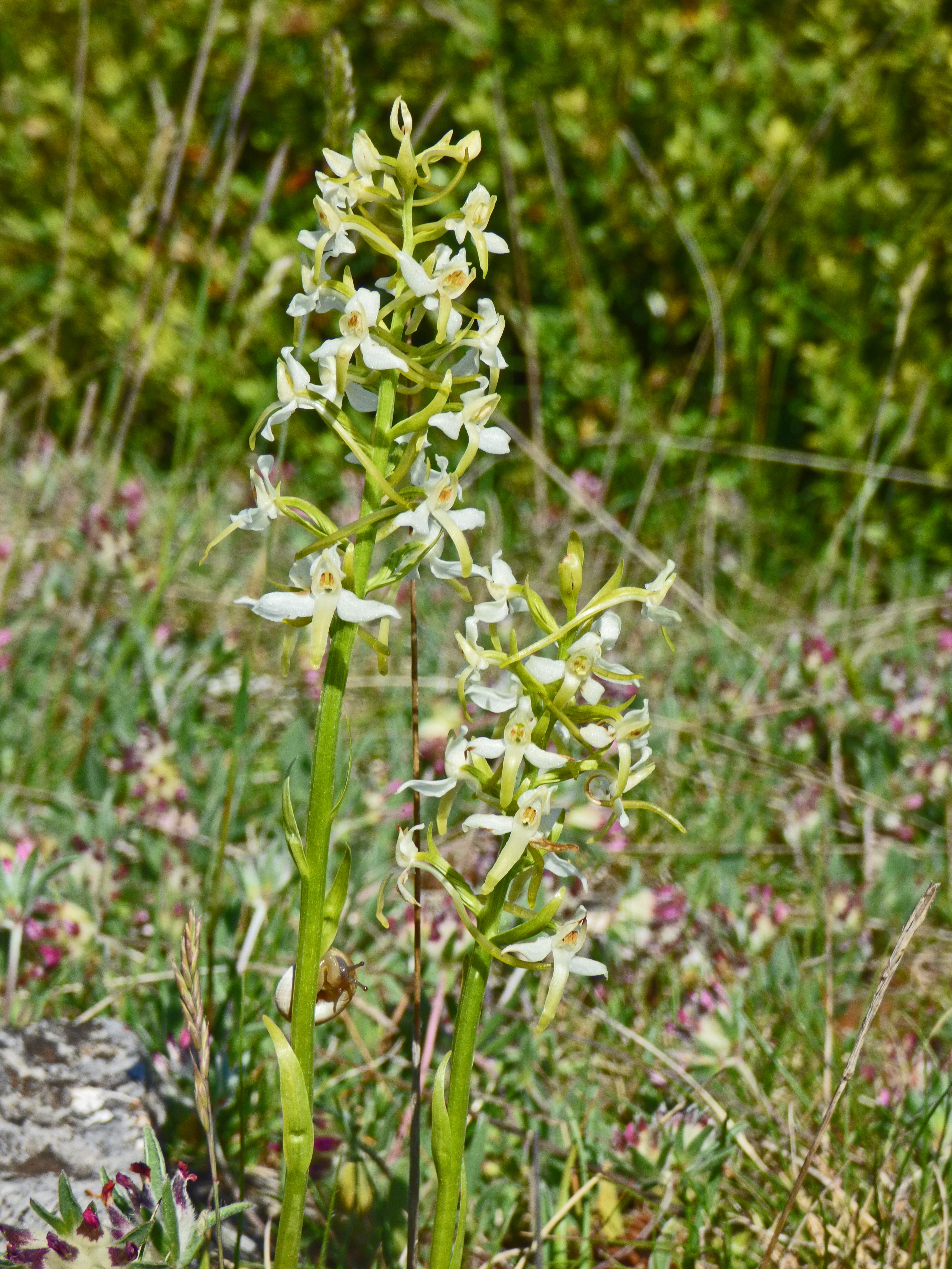 <i>Platanthera bifolia</i>; Lesser Butterfly-orchid