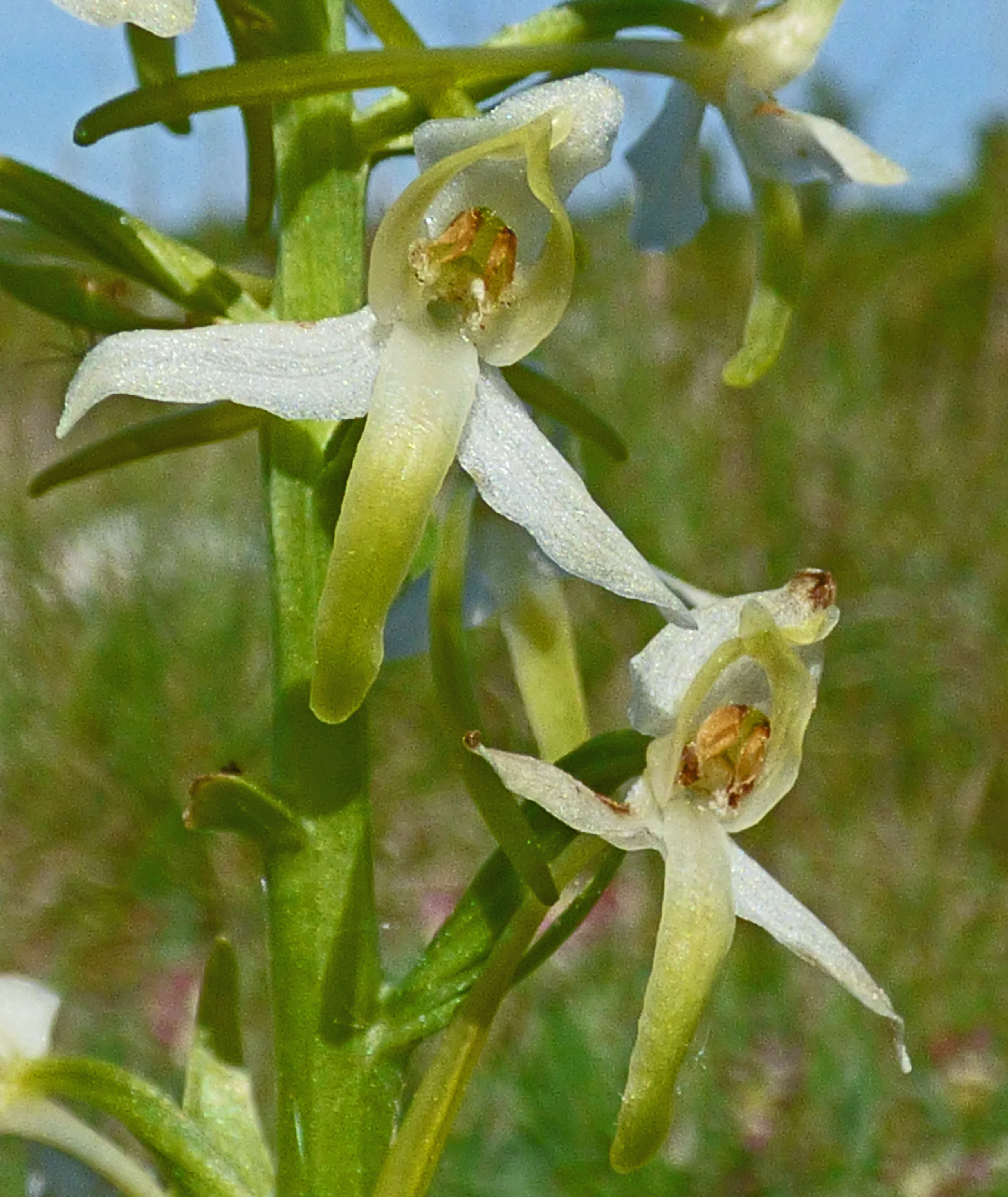 <i>Platanthera bifolia</i>; Lesser Butterfly-orchid