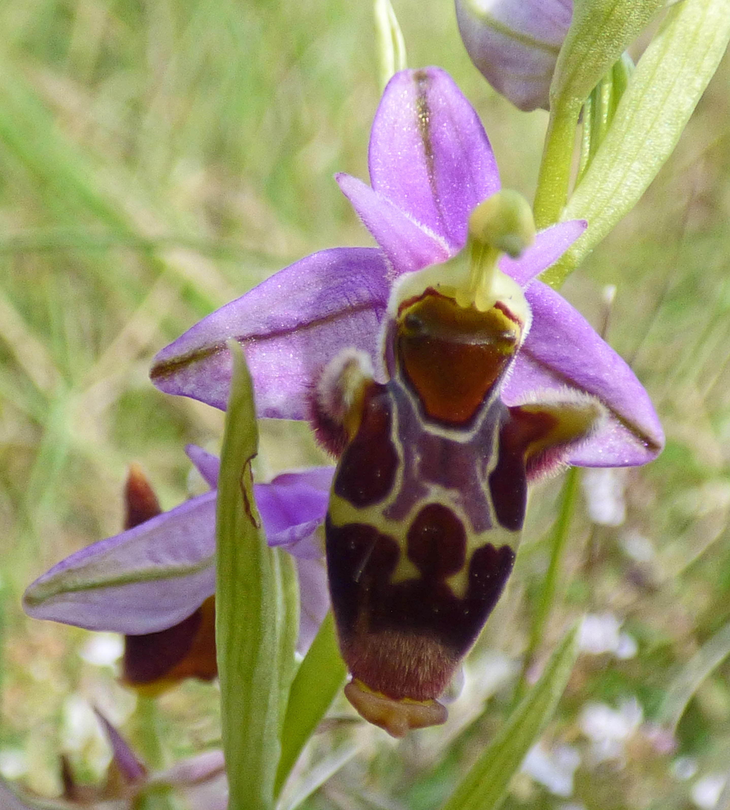 <i>Ophrys scolopax</i>; Woodcock Bee-orchid
