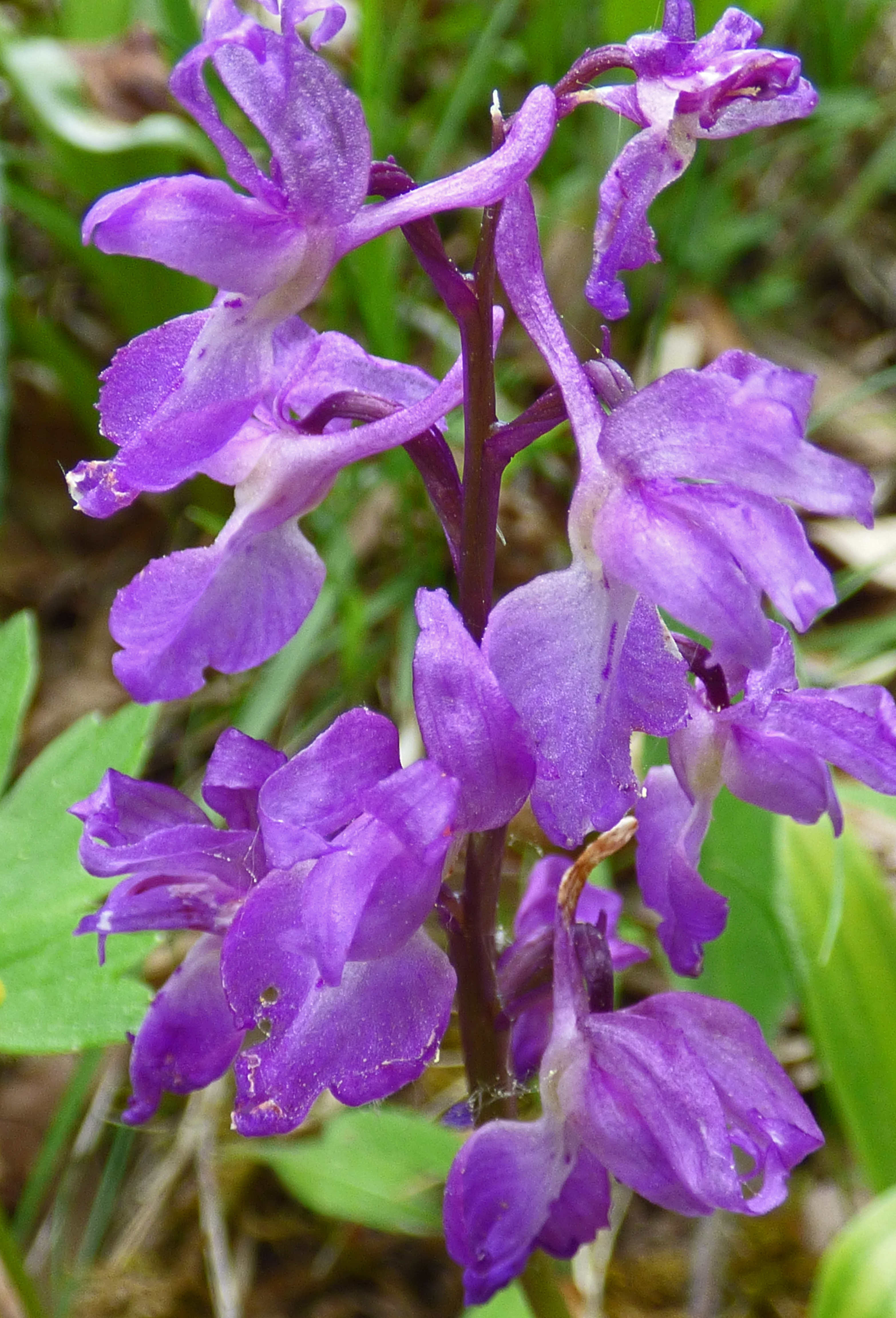 <i>Orchis mascula</i>; Early Purple Orchid