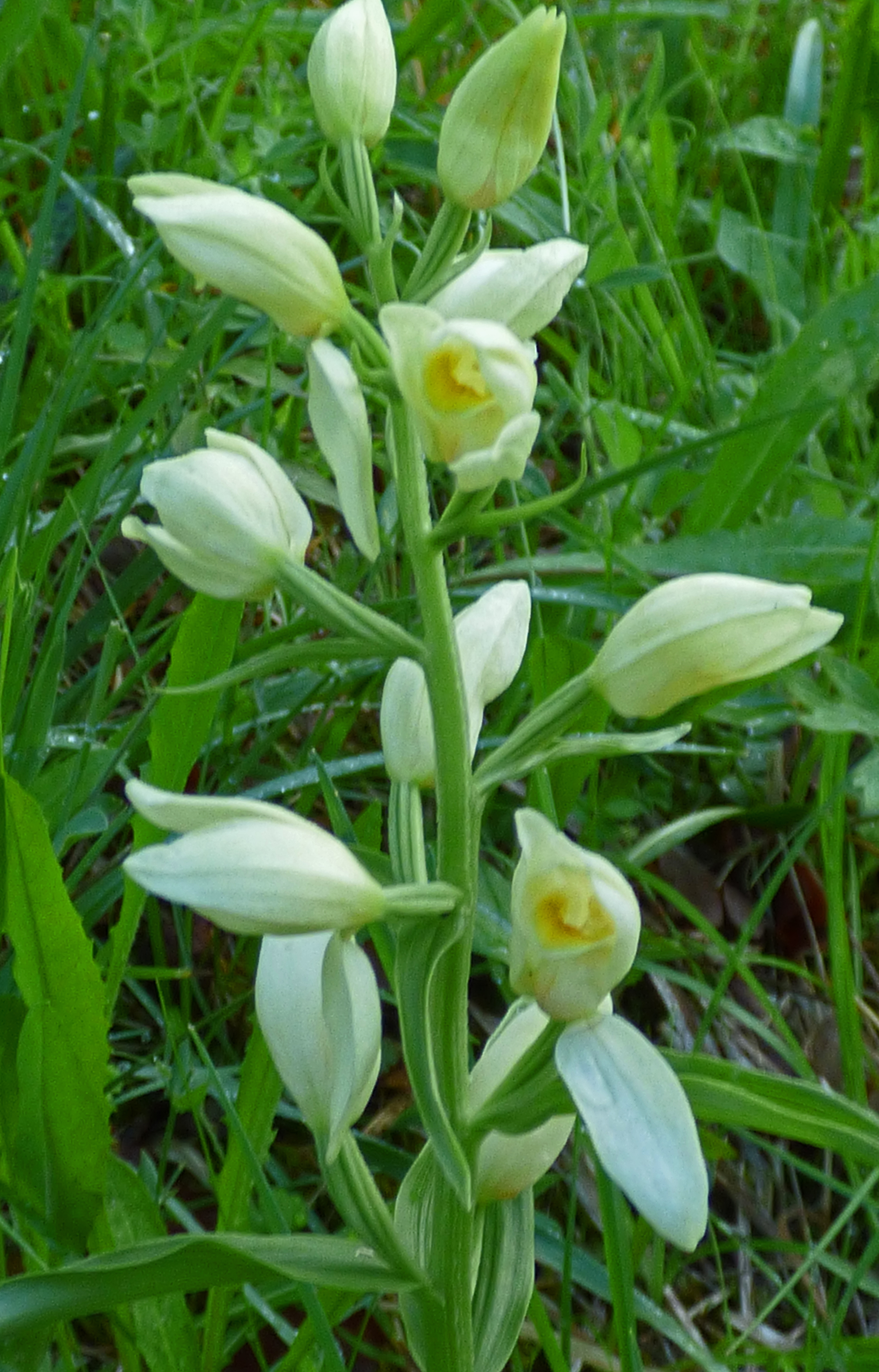 <i>Cephalanthera damasonium</i>; White Helleborine