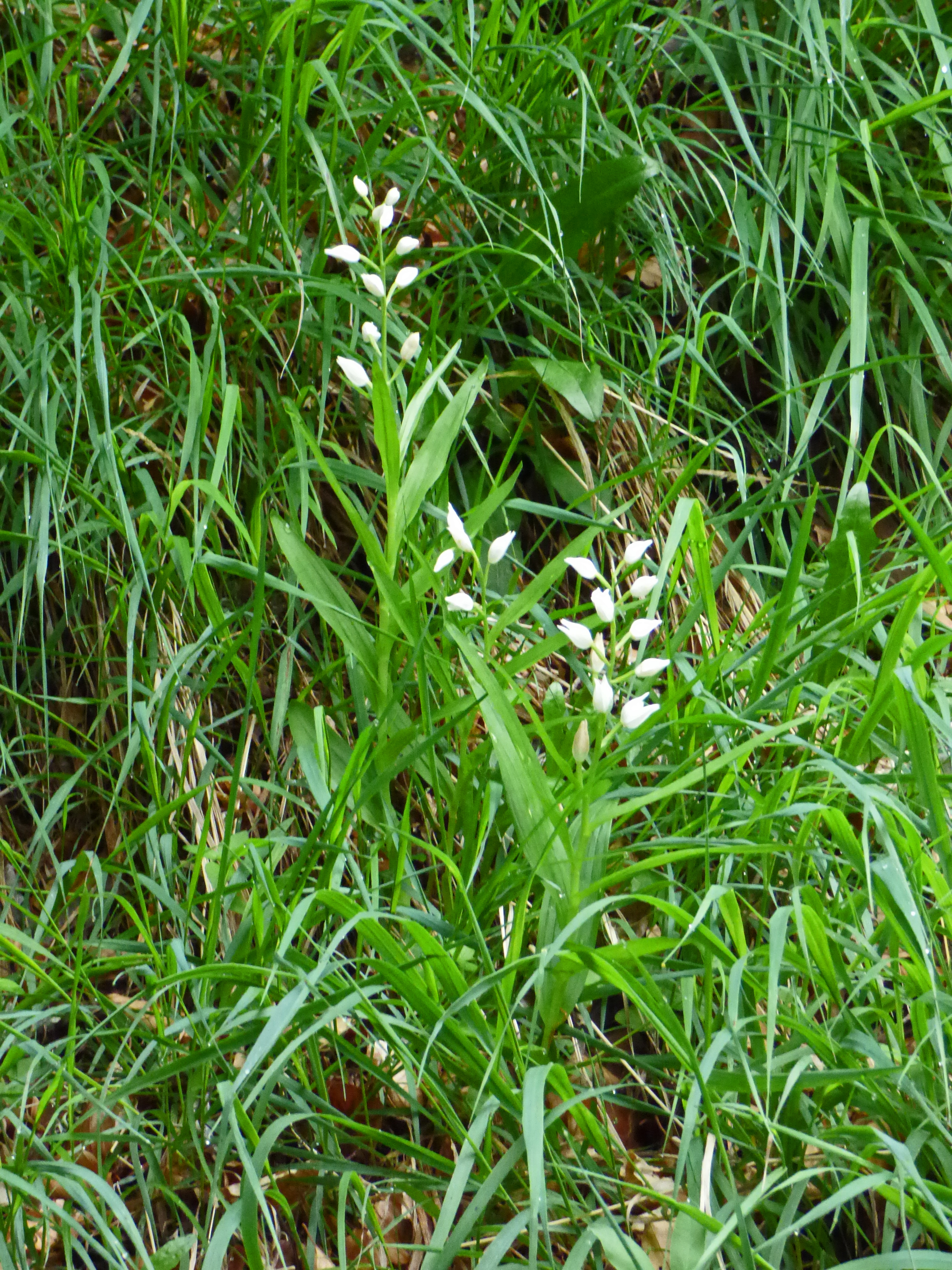 <i>Cephalanthera longifolia</i>; Narrow-leaved Helleborine