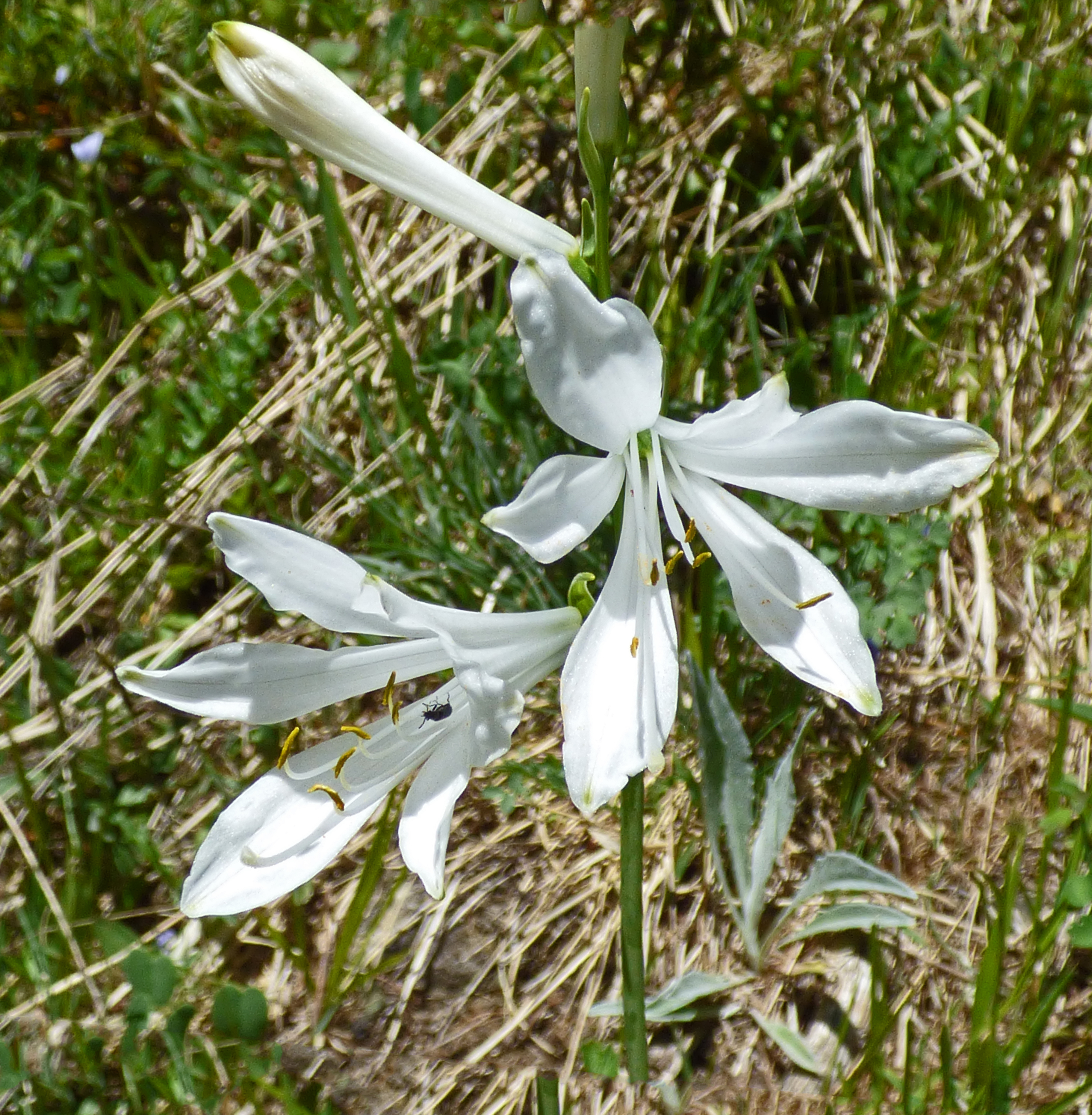 <i>Paradisea liliastrum</i>; St. Bruno's Lily