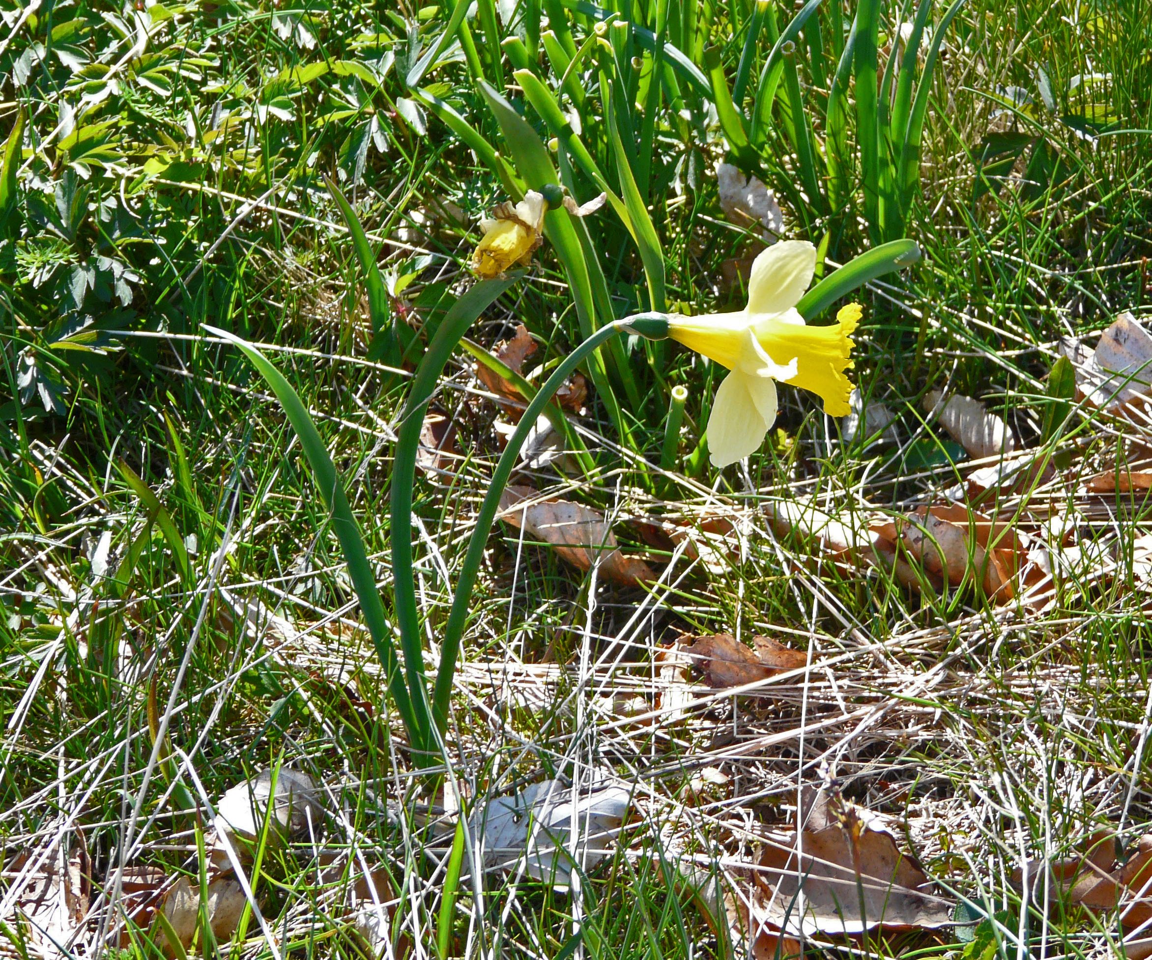 <i>Narcissus pseudonarcissus</i>; Wild Daffodil