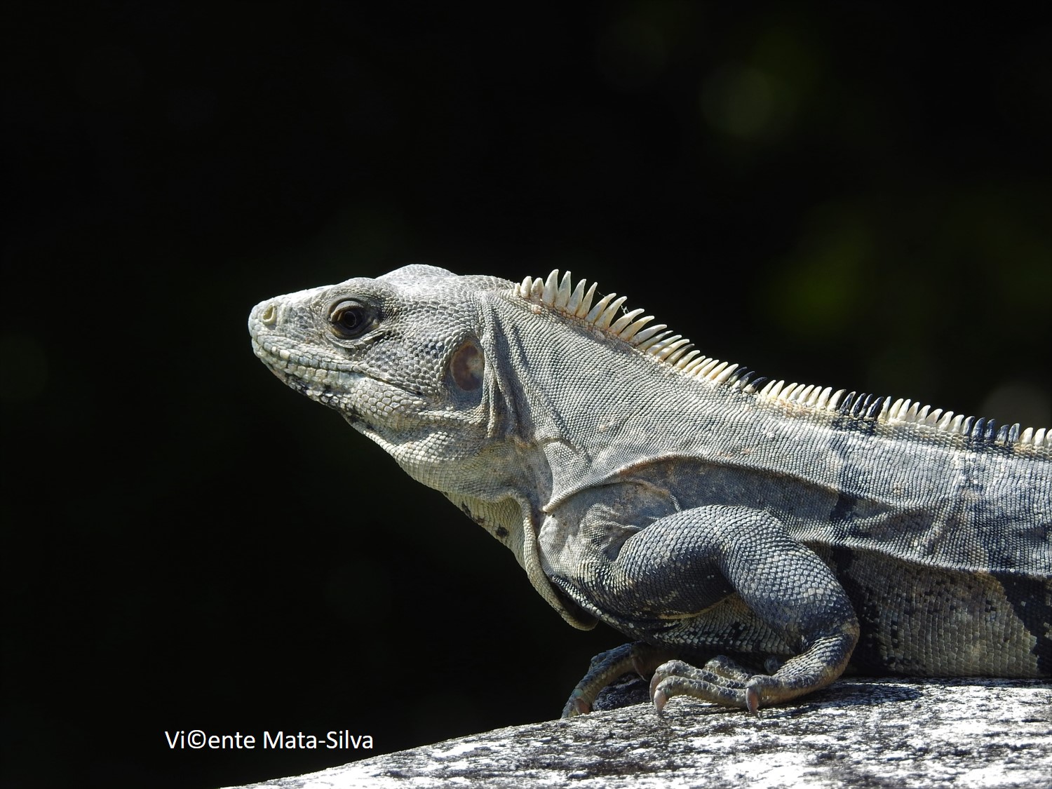 <i>Ctenosaura similis</i>; Black Spiny-tailed Iguana