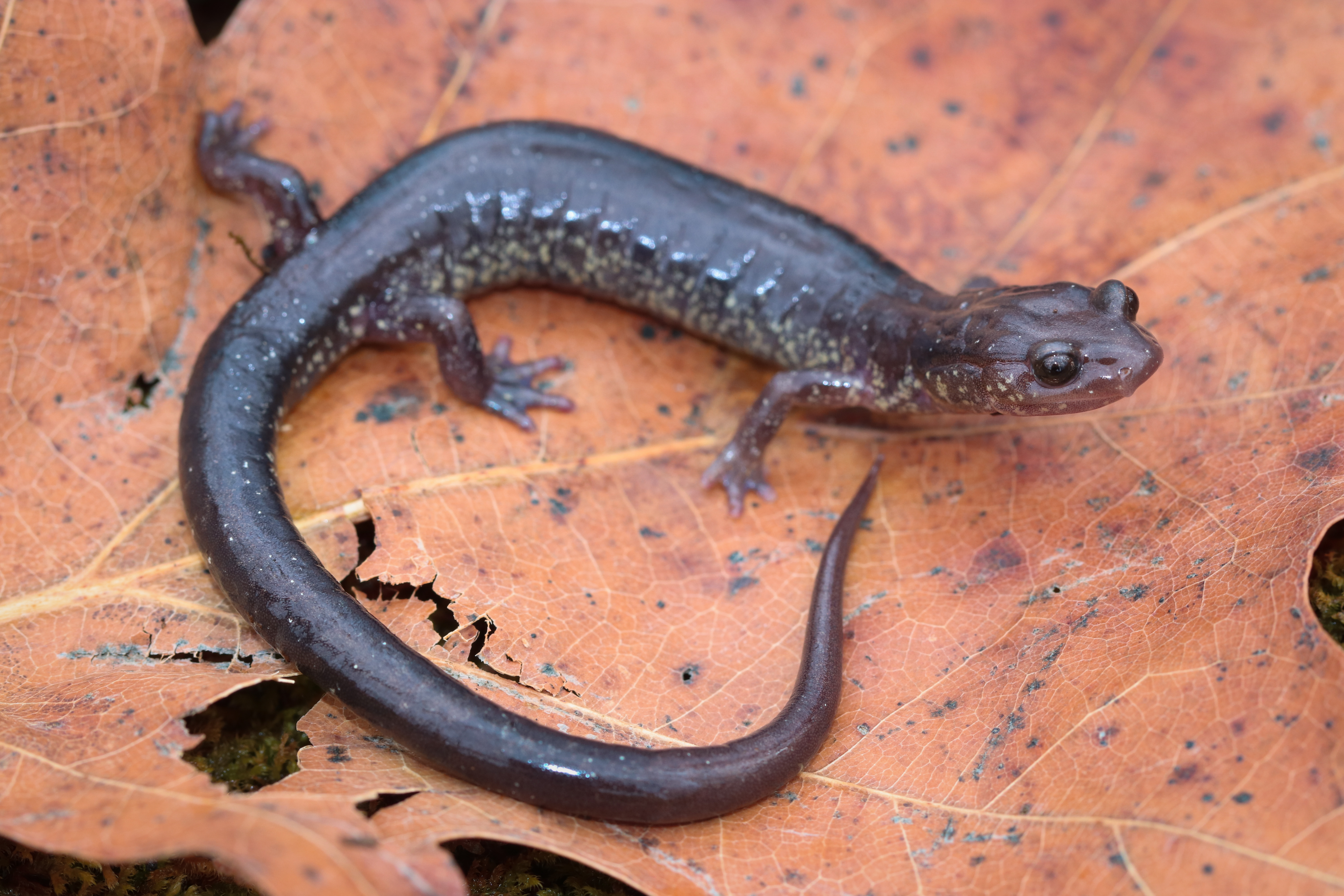 <i>Plethodon jacksoni</i>; Blacksburg Salamander