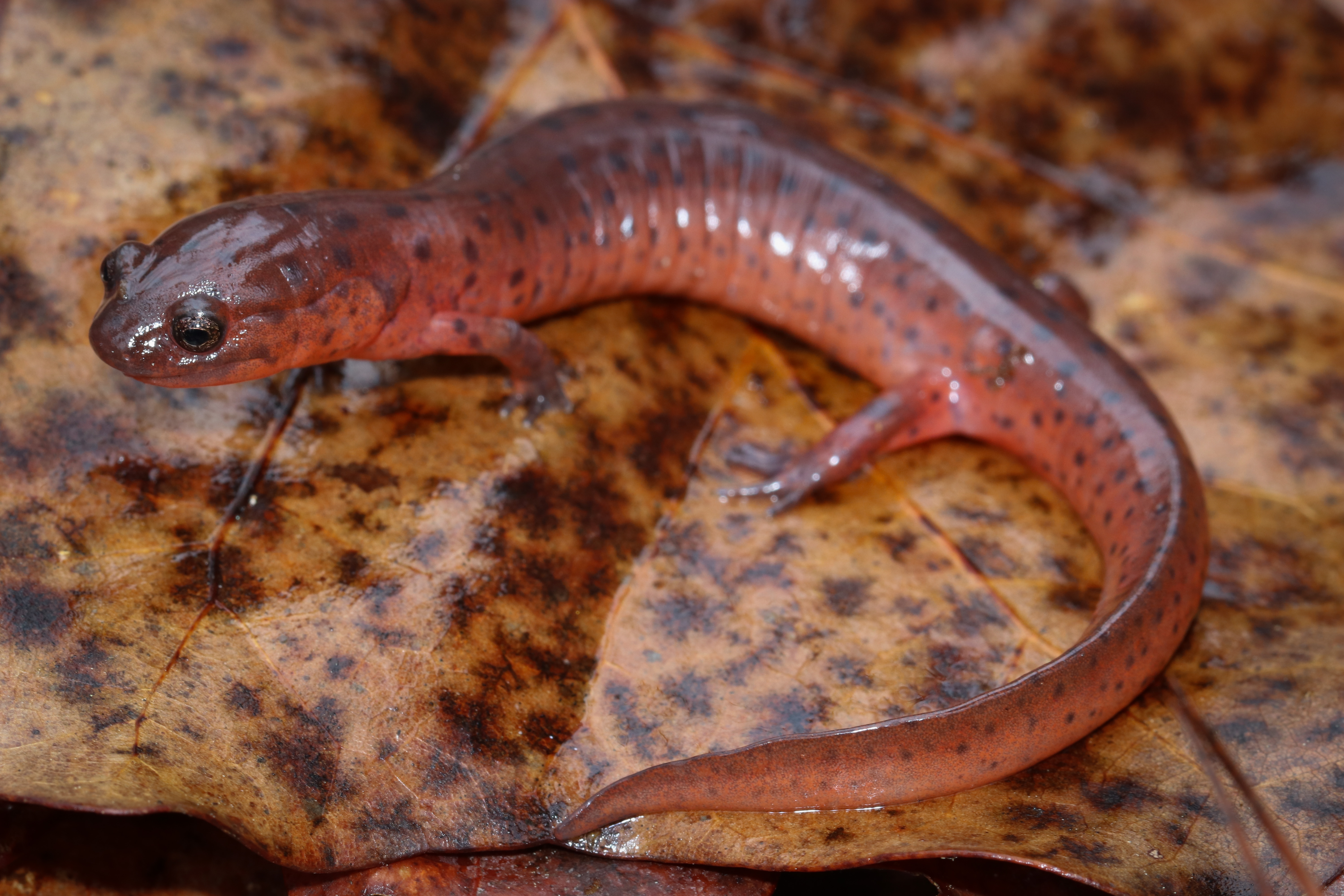 <i>Pseudotriton montanus</i>; Eastern Mud Salamander