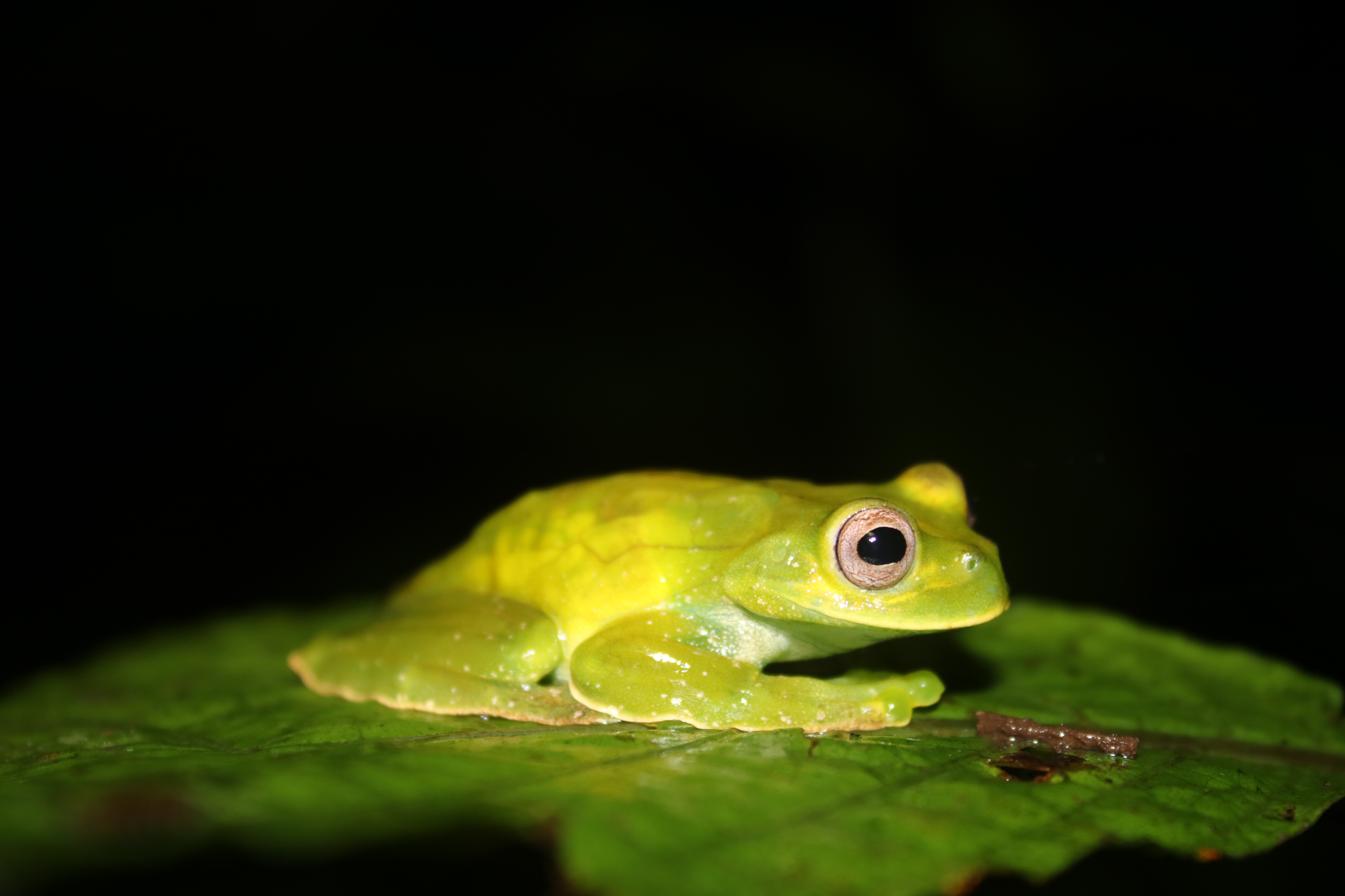 <i>Hyloscirtus palmeri</i>; Palmer’s Tree Frog