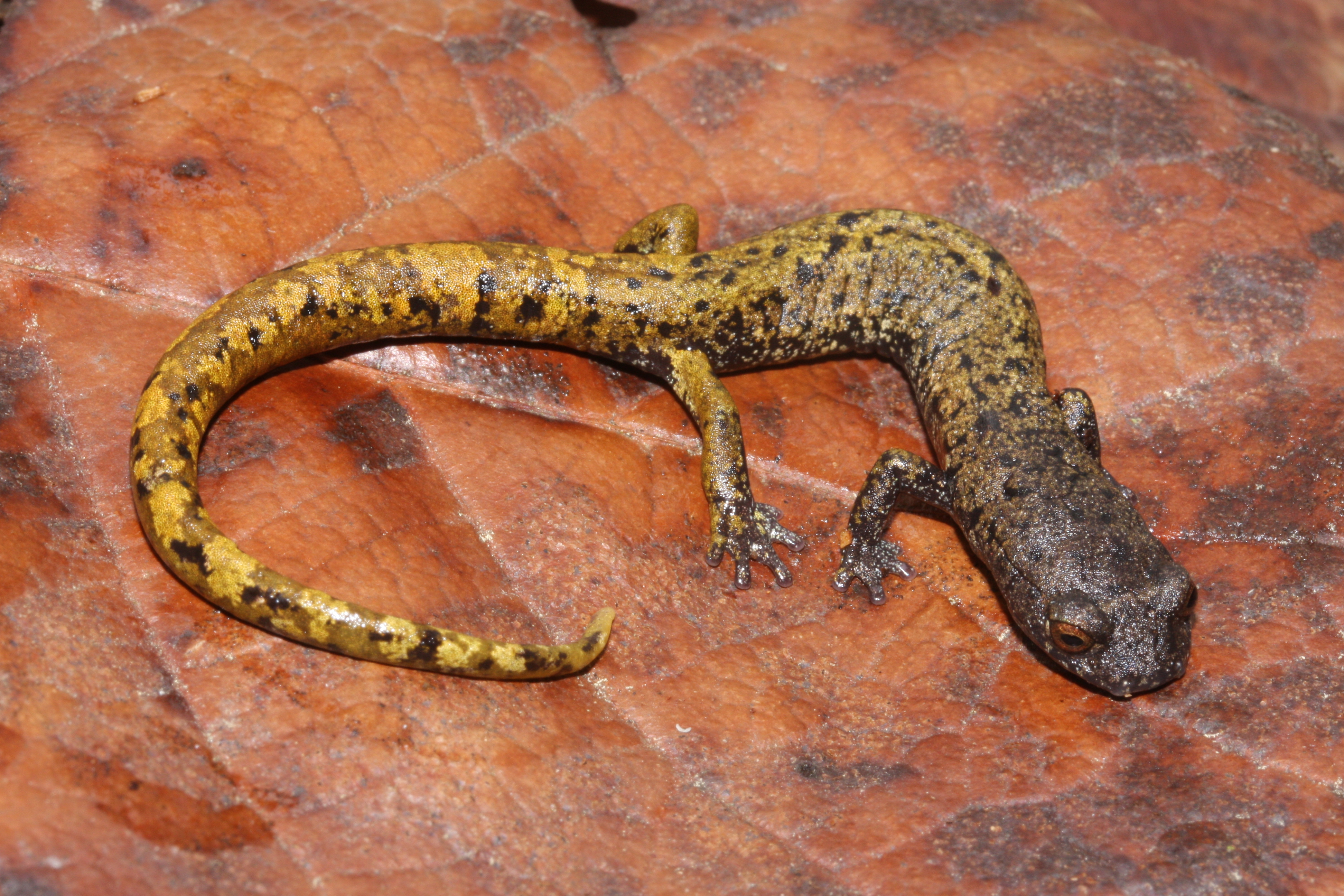 <i>Pseudoeurycea granitum</i>; English Name: Granite-colored Salamander
