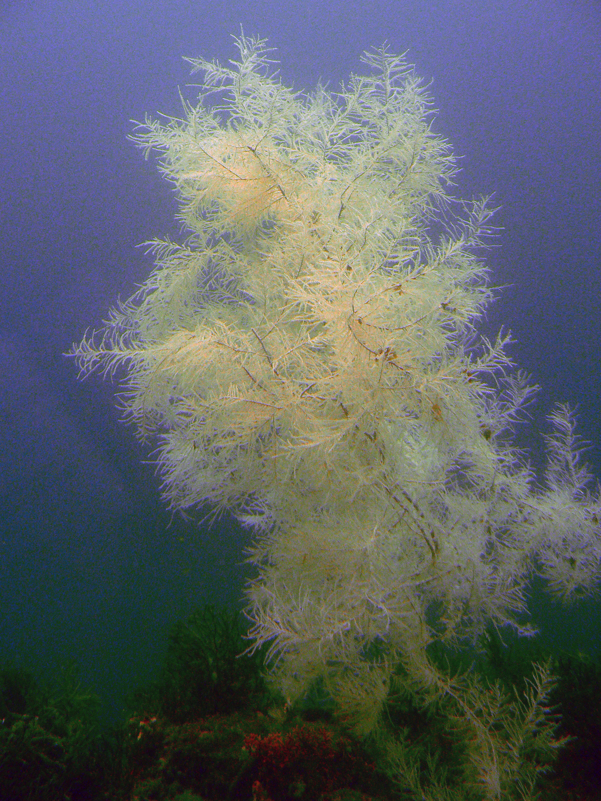<i>Antipathella fiordensis</i>; Black Coral