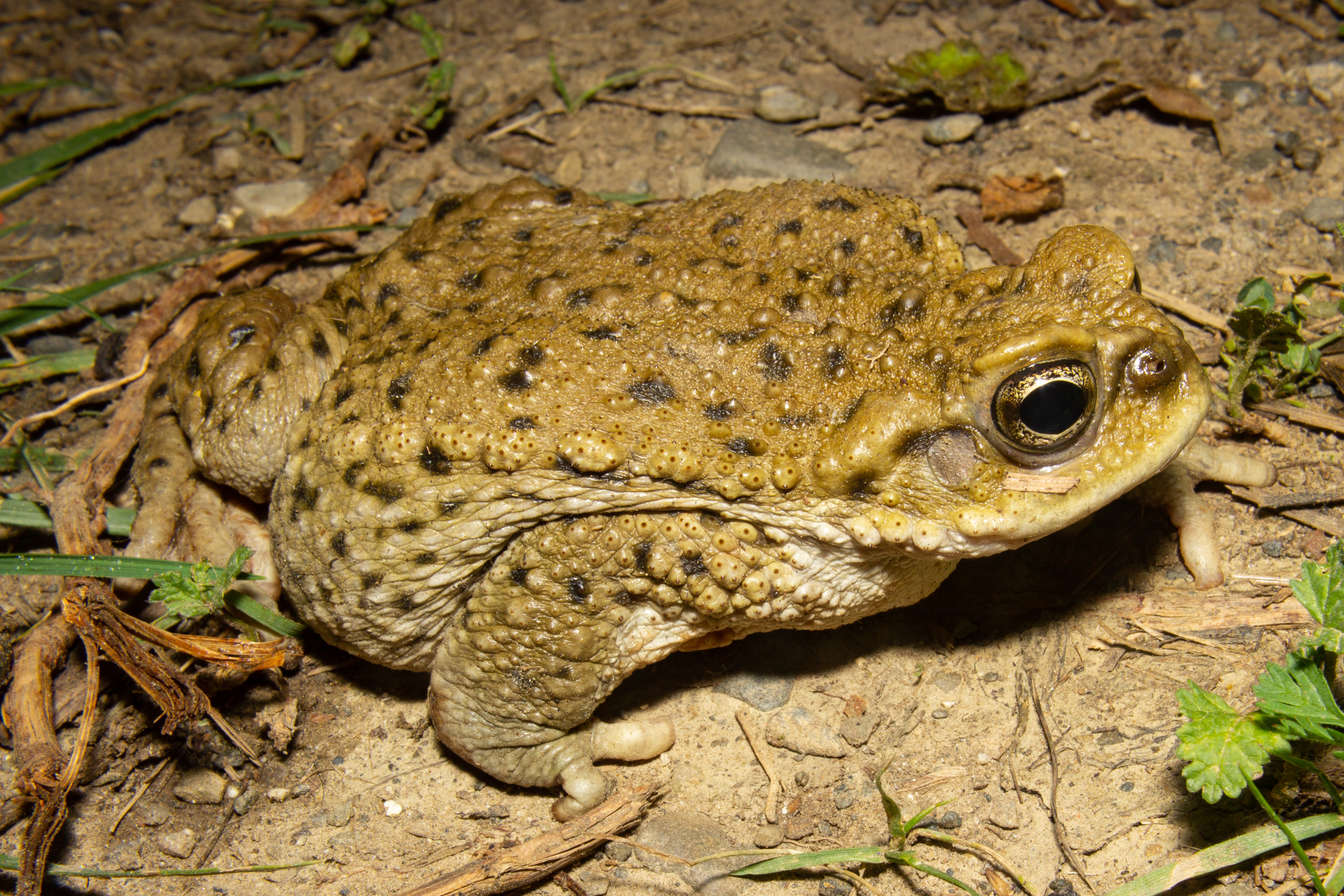 <i>Rhinella spinulosa</i>; Warty Toad