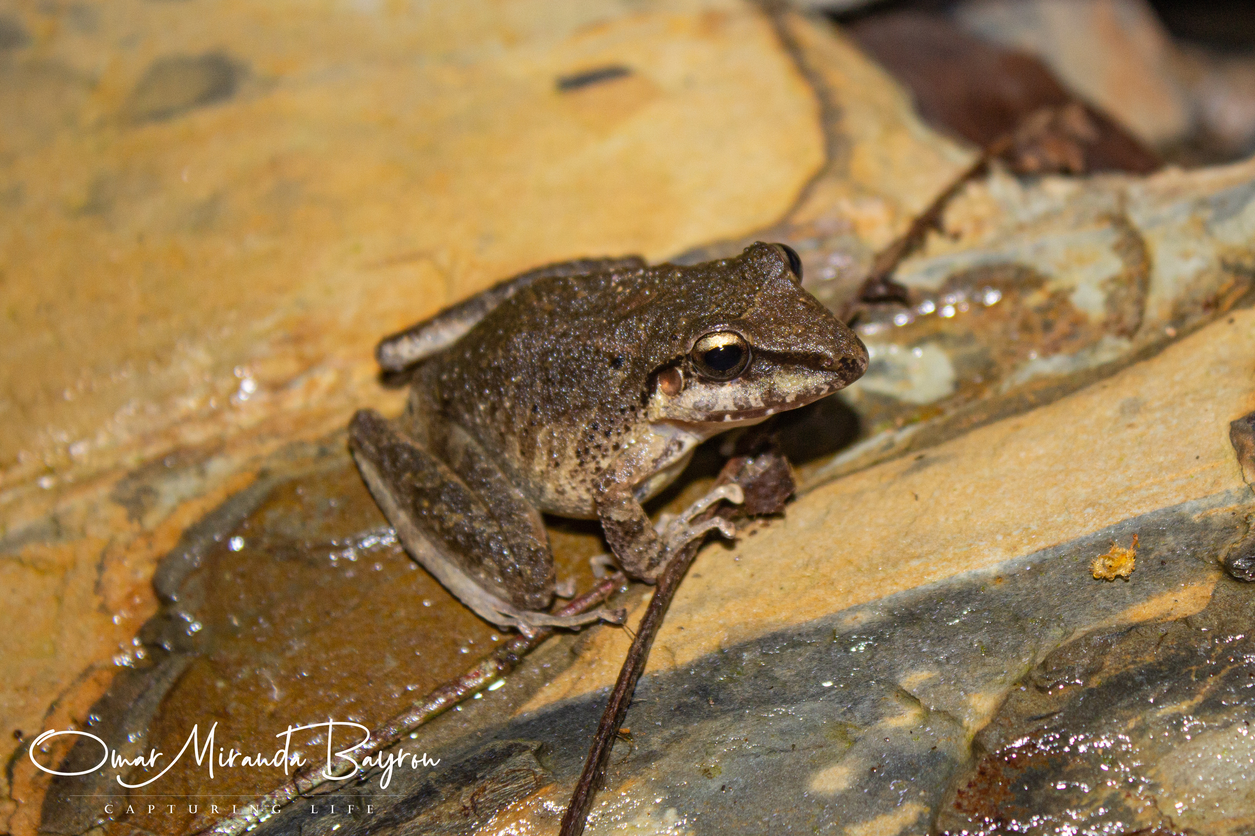 <i>Pristimantis fenestratus</i>; Rio Mamore Robber Frog