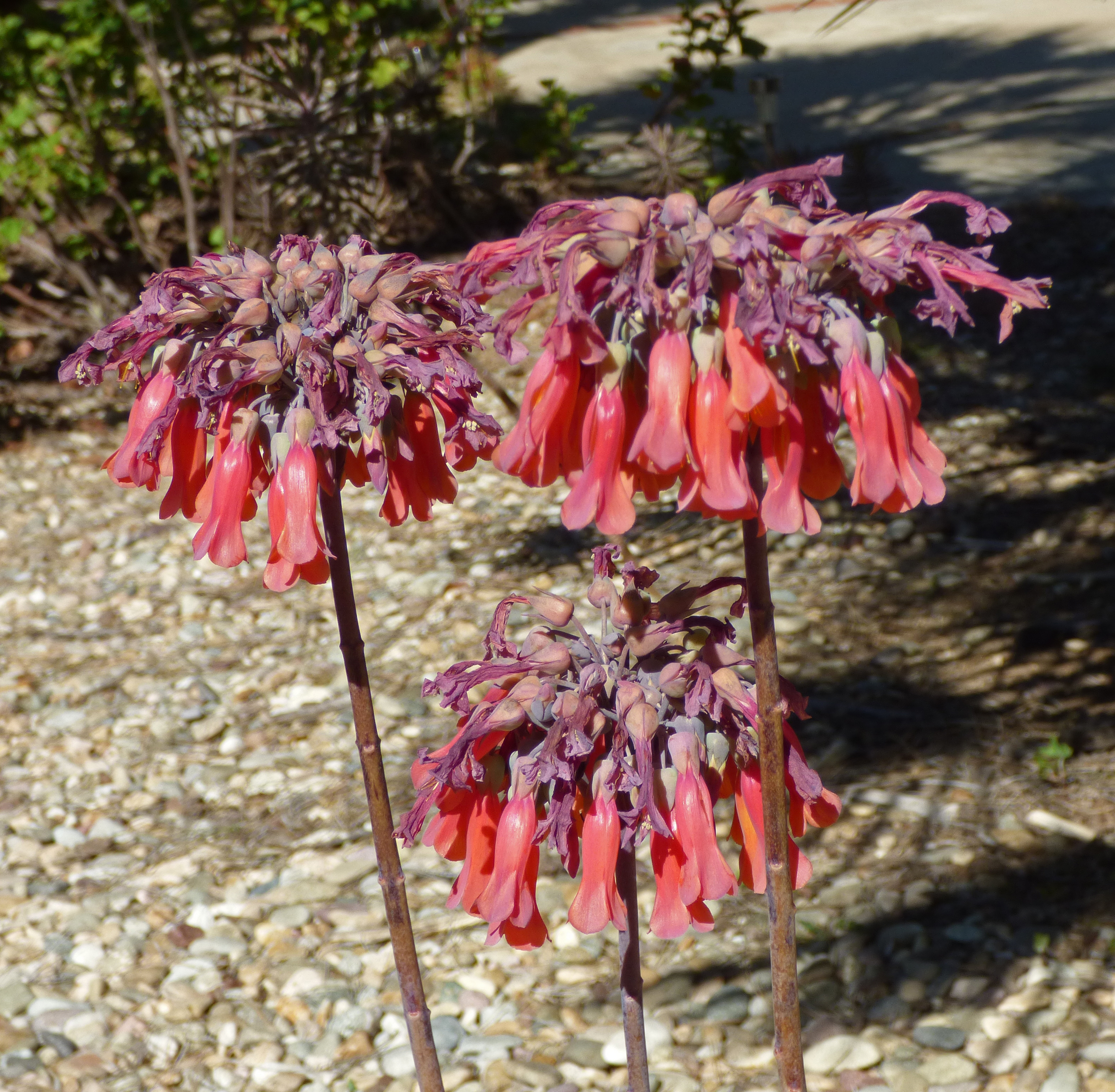 <i>Kalanchoe daigremontiana</i>; Mother of Thousands