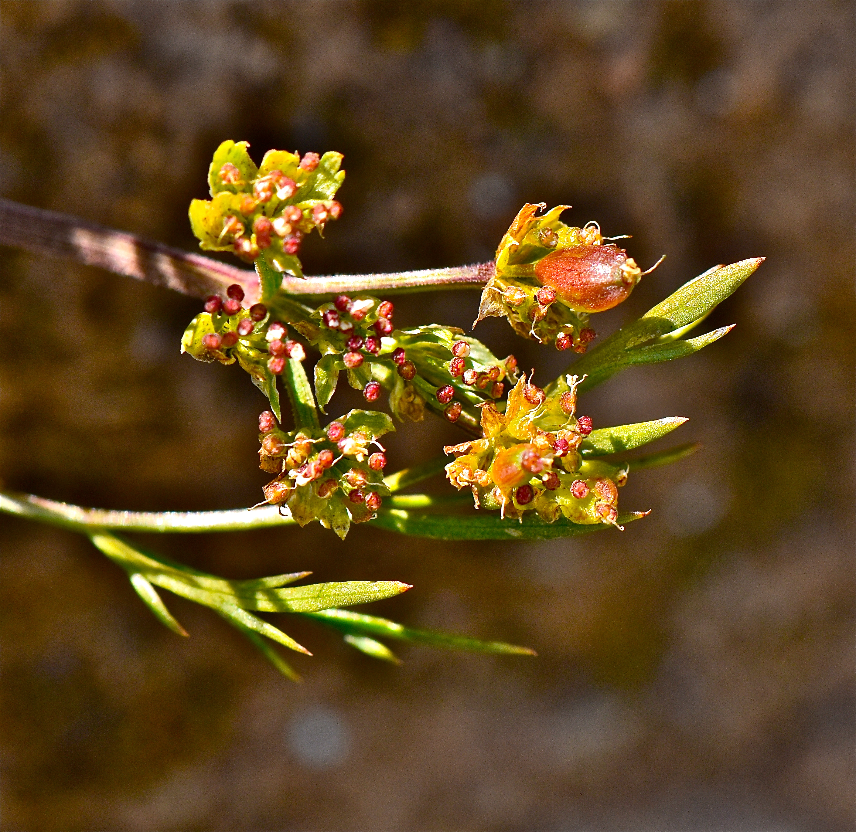 <i>Lomatium caruifolium var. caruifolium</i>