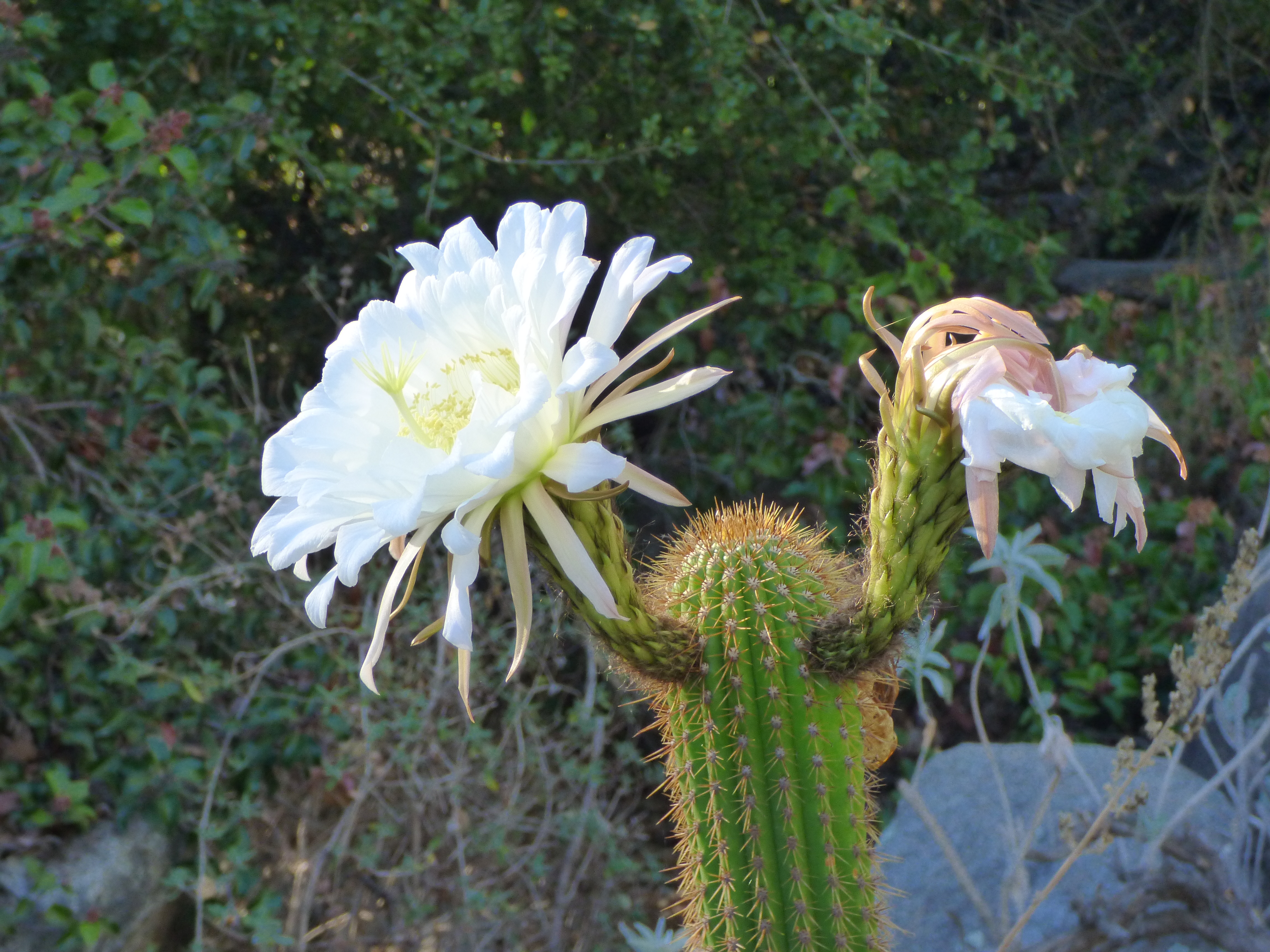 <i>Echinopsis spachiana</i>; White Torch Cactus