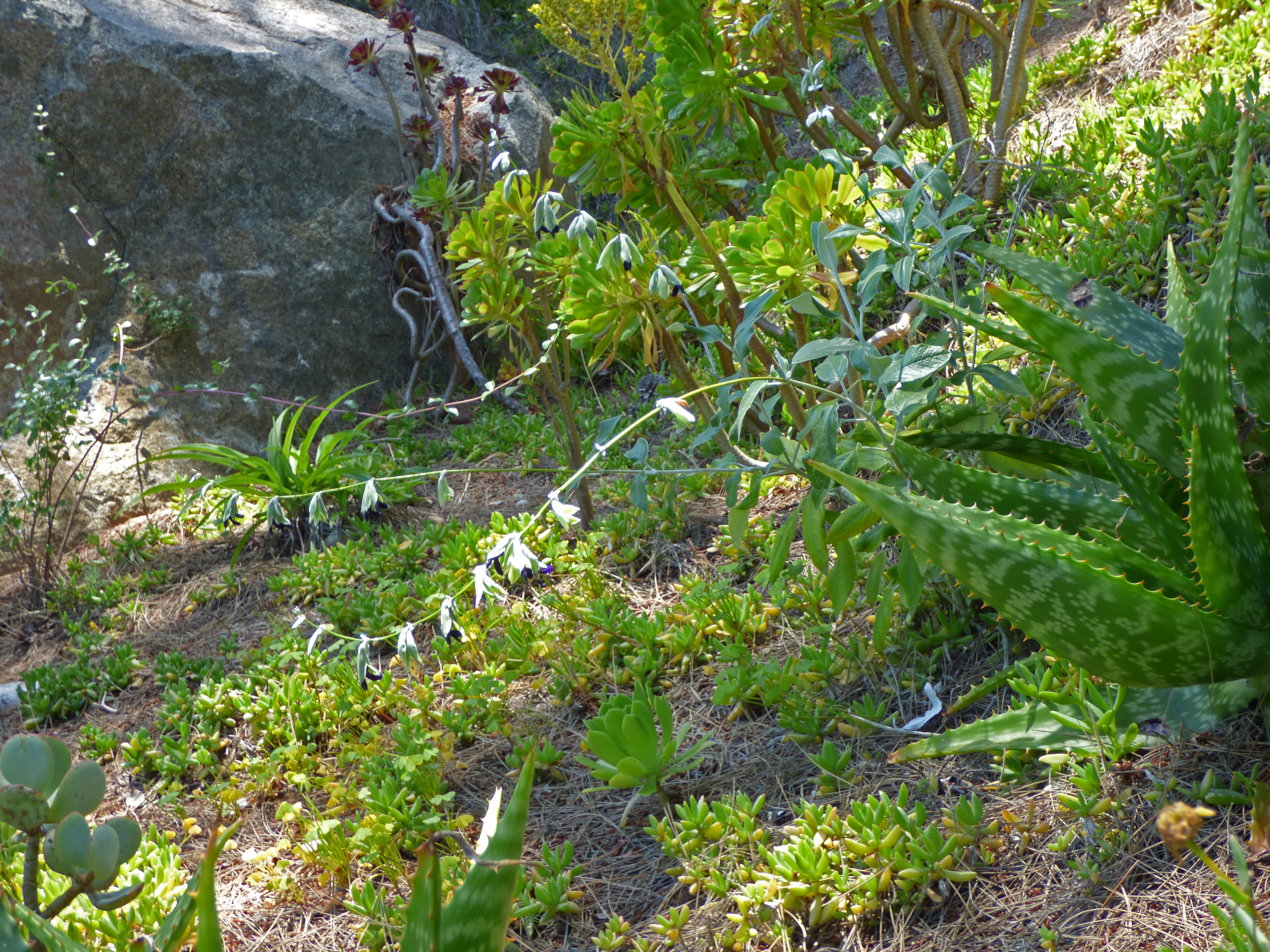 <i>Salvia discolor</i>; Andean Sage