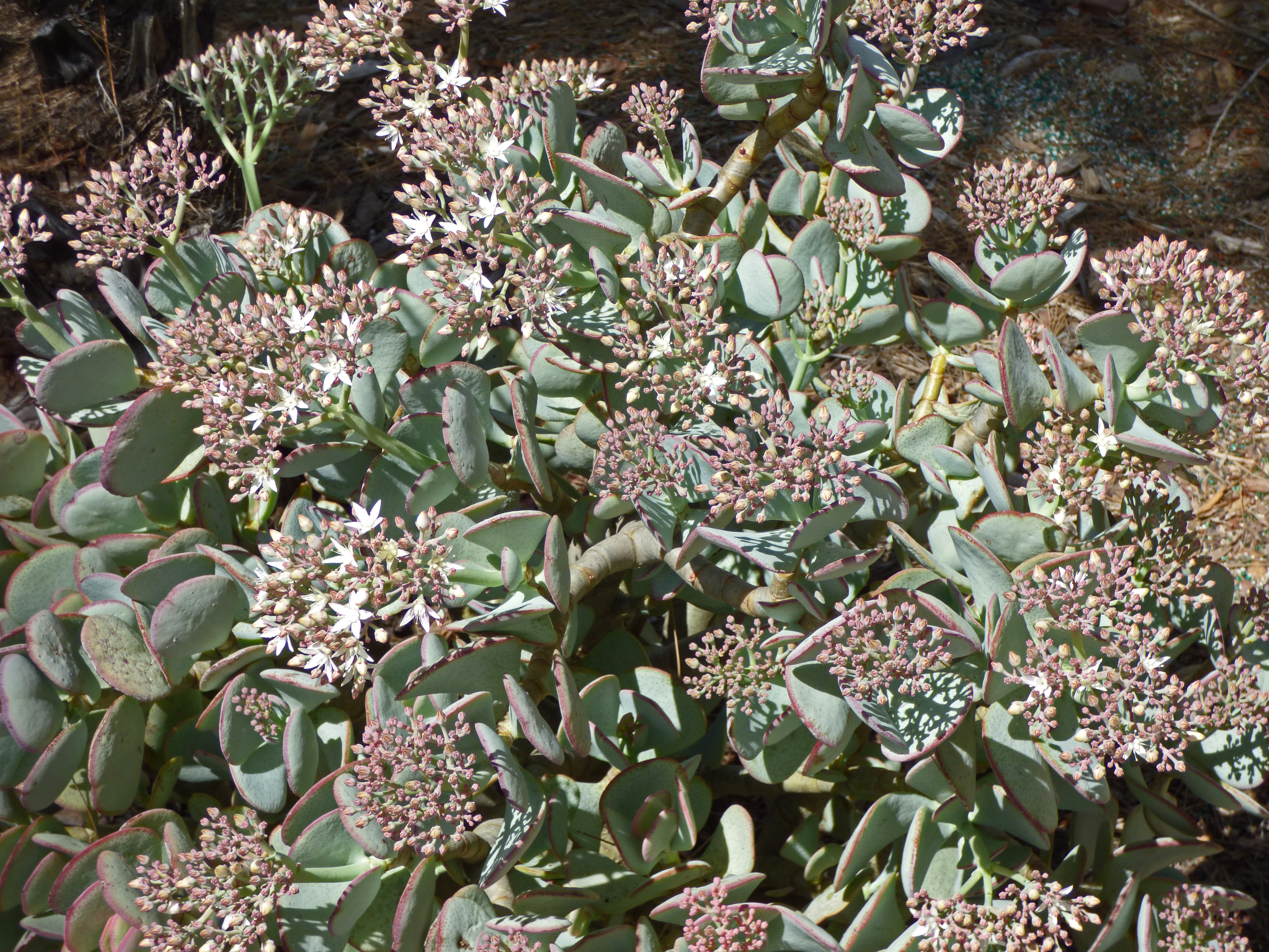 <i>Crassula arborescens</i>; Silver-dollar Plant