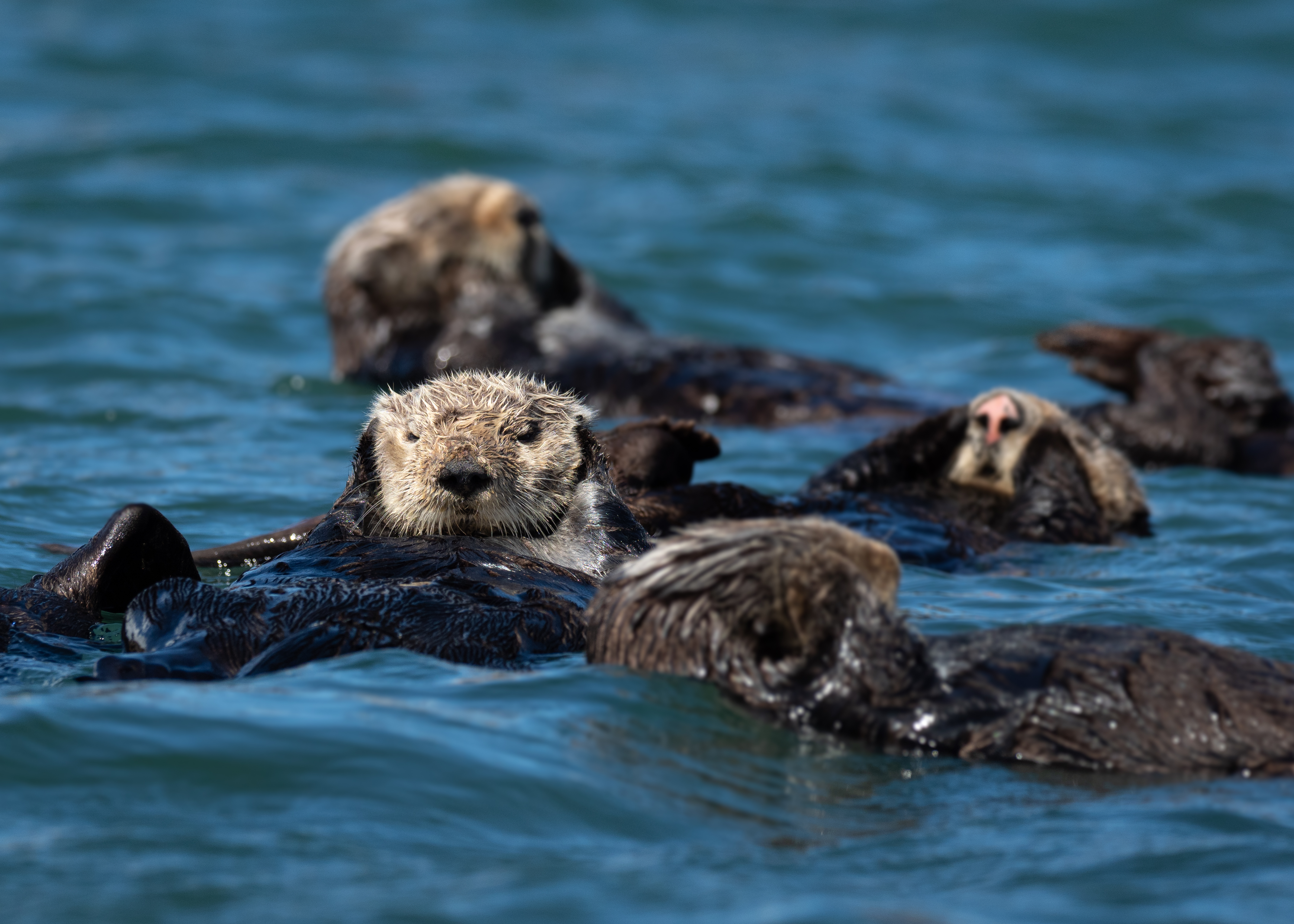 <i>Enhydra lutris nereis</i>; Southern Sea Otter