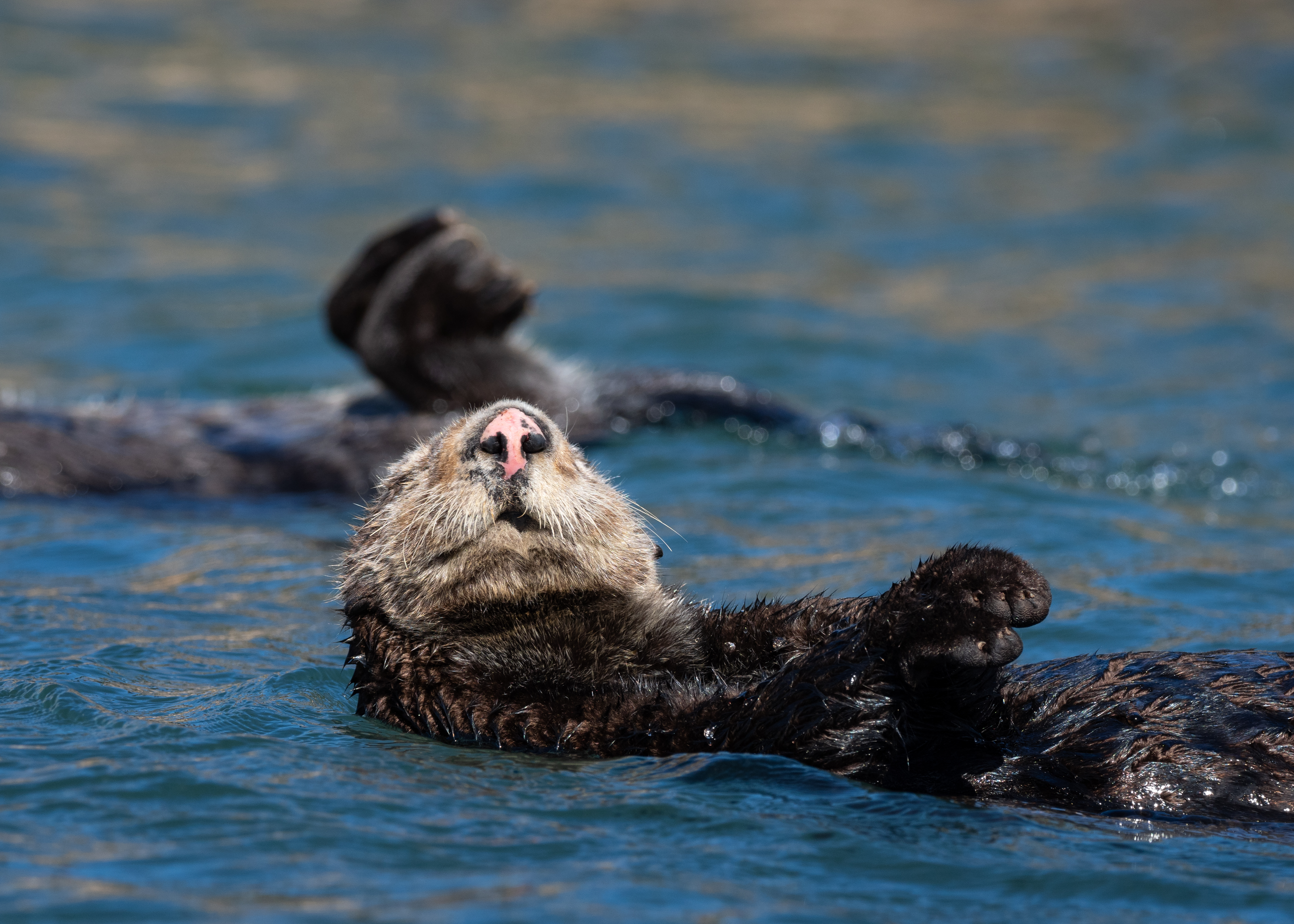 <i>Enhydra lutris nereis</i>; Southern Sea Otter