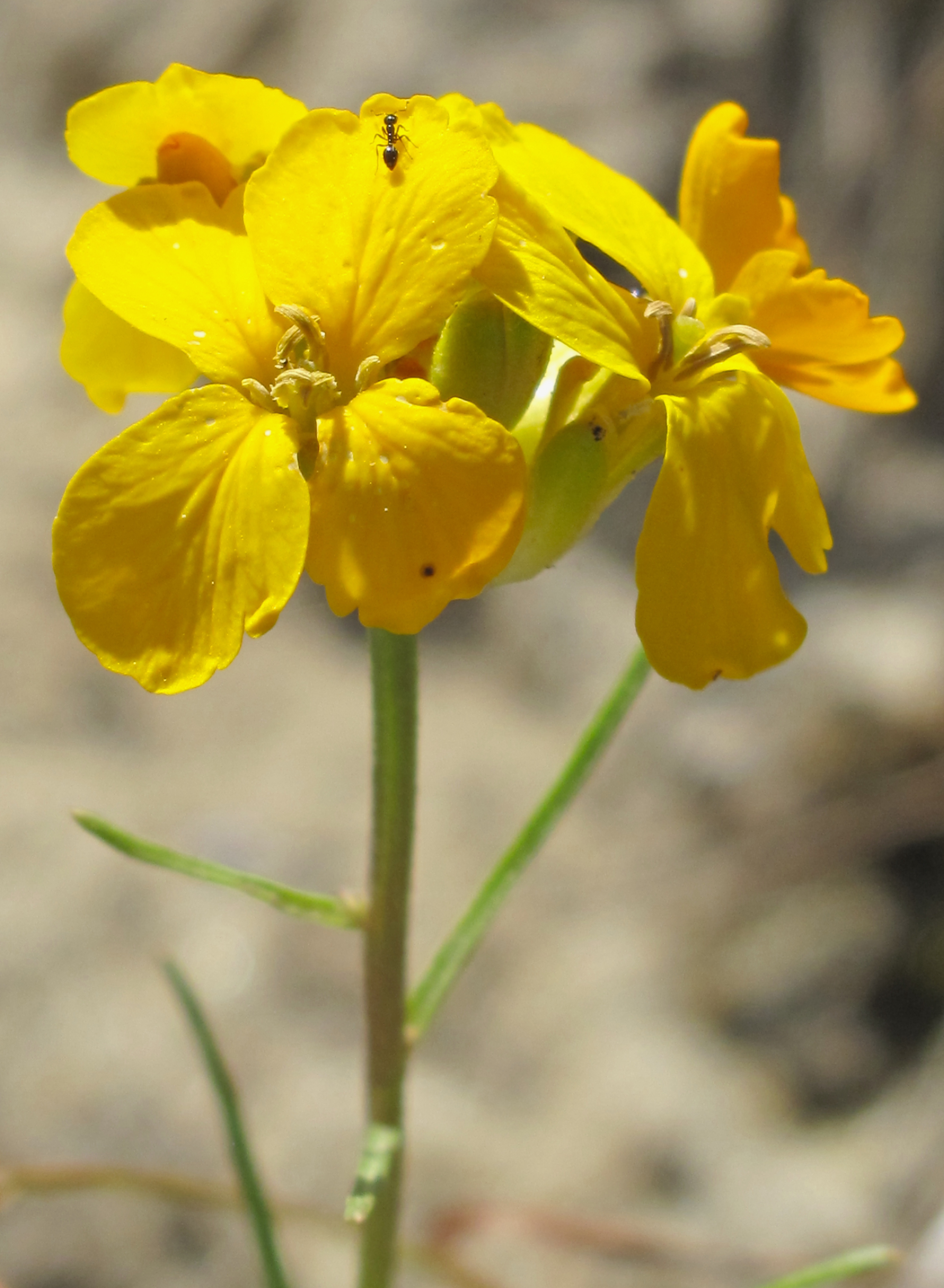 CalPhotos Erysimum teretifolium Santa Cruz Wallflower