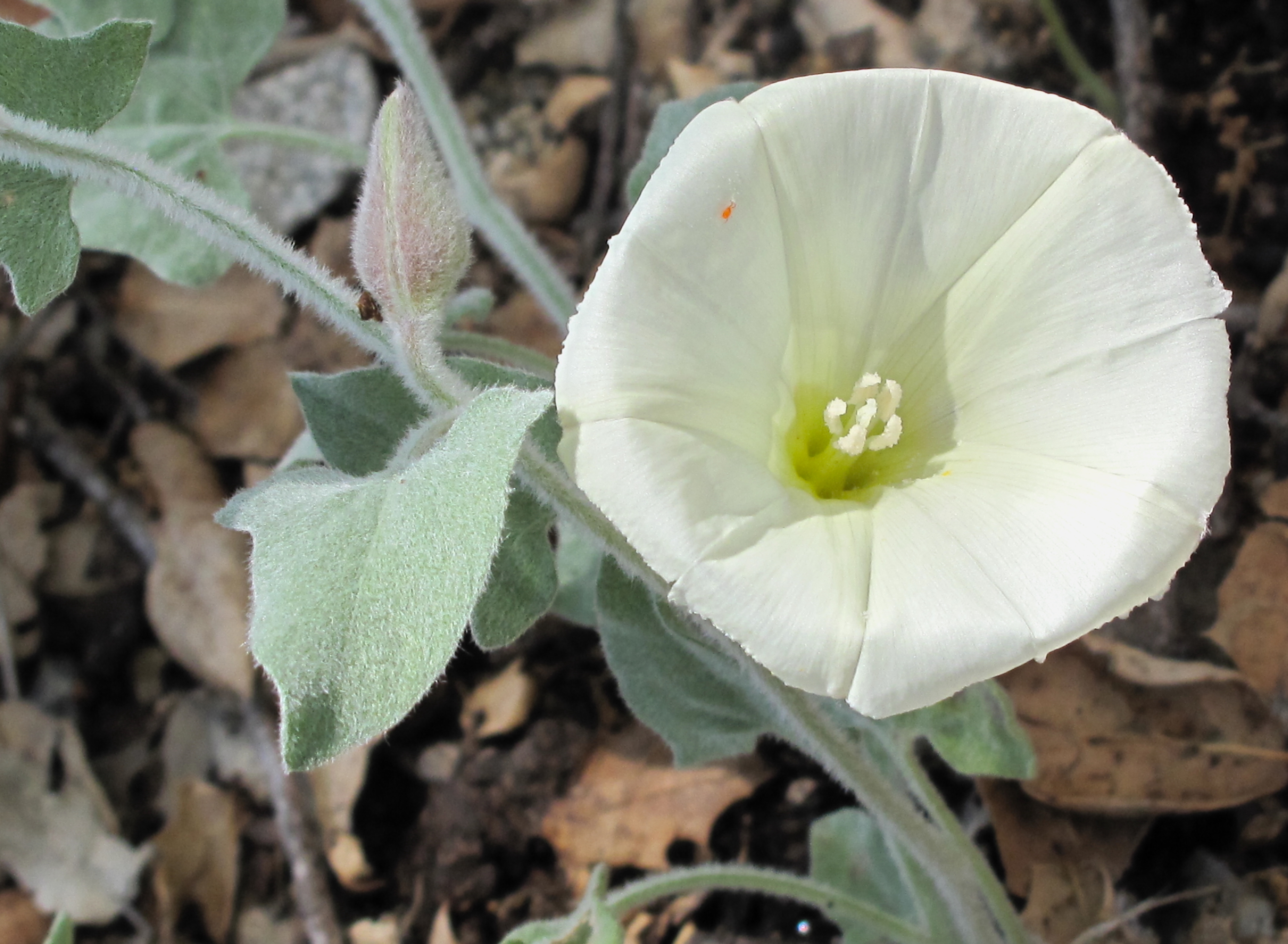 <i>Calystegia malacophylla ssp. pedicellata</i>; Sierra False Bindweed