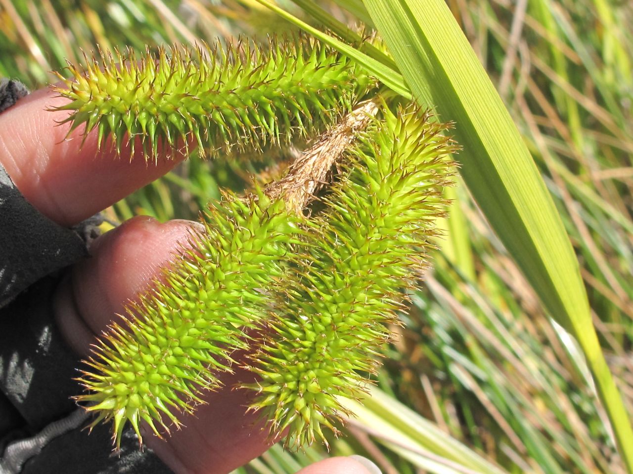 <i>Carex comosa</i>; Bristly Sedge